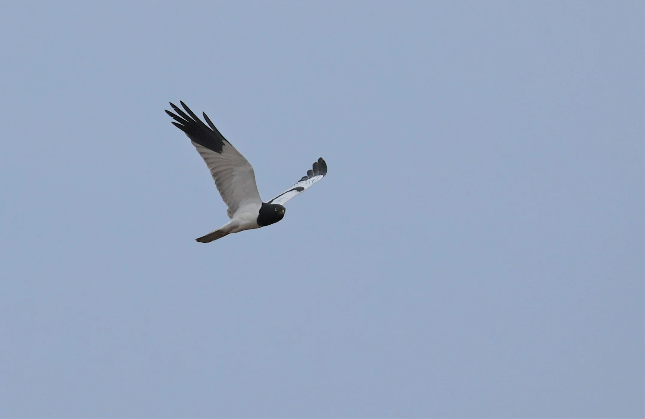 HARRIER - PIED HARRIER - Circus melanoleucos - YONOK CHIANG SAEN CHIANG RAI - ROOST Feb 2022 (22).jpg