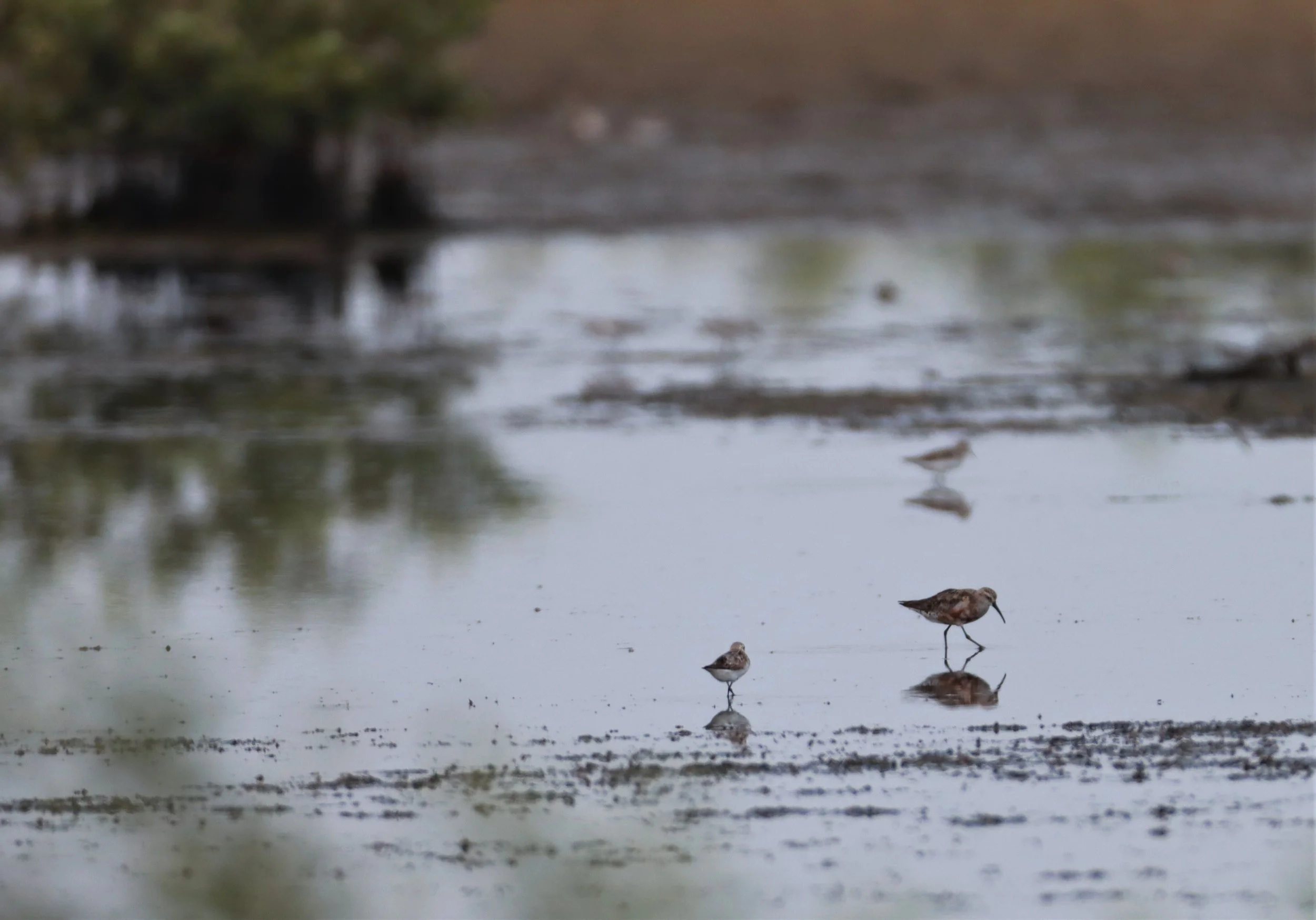 SANDPIPER - CURLEW SANDPIPER - Calidris ferruginea - KHLONG TAMRU (1).jpg
