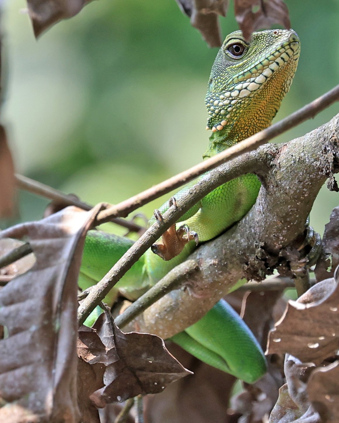 Chinese Water Dragon (Physignathus cocincinus) Khao Yai National Park Feb 2026 Day 3 (15).jpg