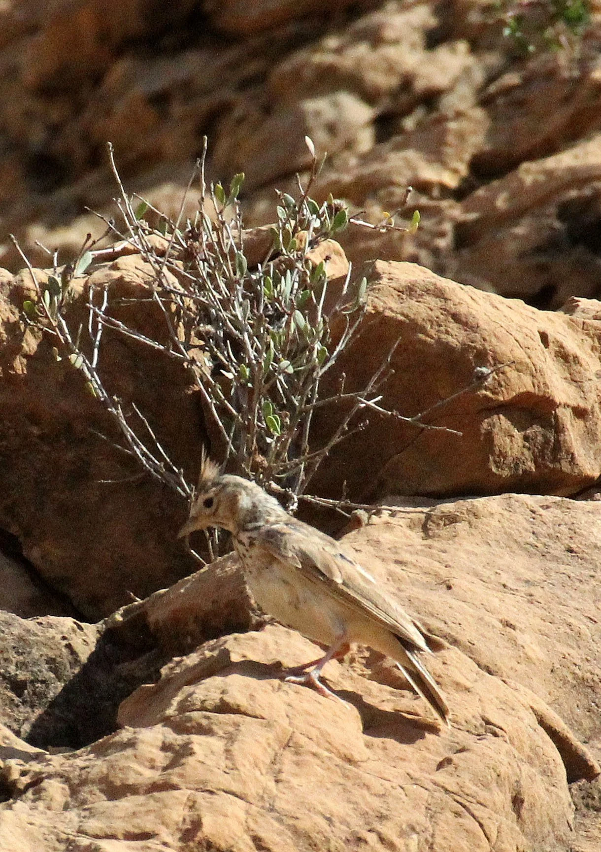 Thekla's Lark (Galerida theklae) Bouhedma NP Tunisia (2).JPG