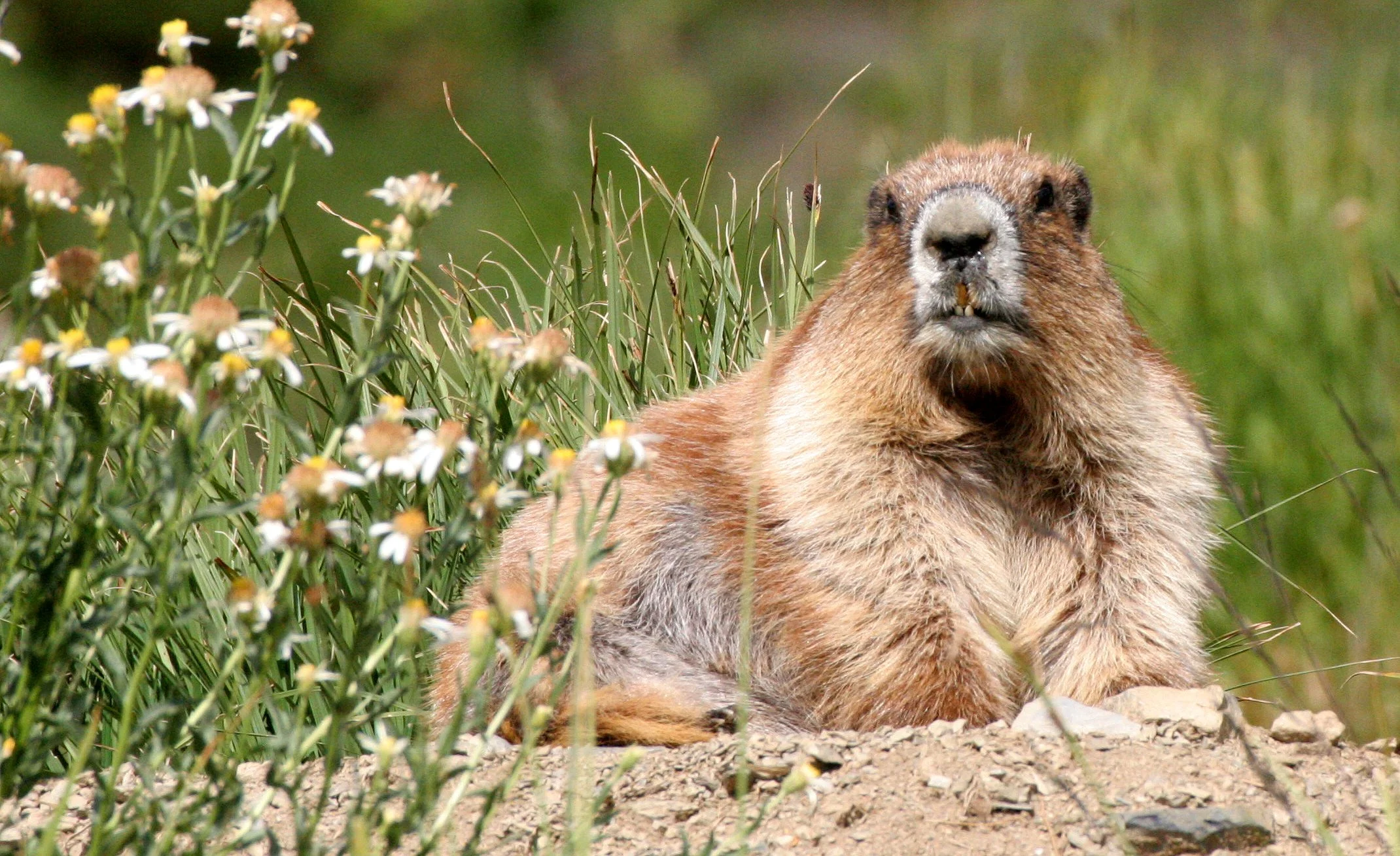 Marmota olympus - OLYMPIC MARMOT - OLYMPIC NATIONAL PARK OBSTRUCTION POINT ROAD (31).JPG