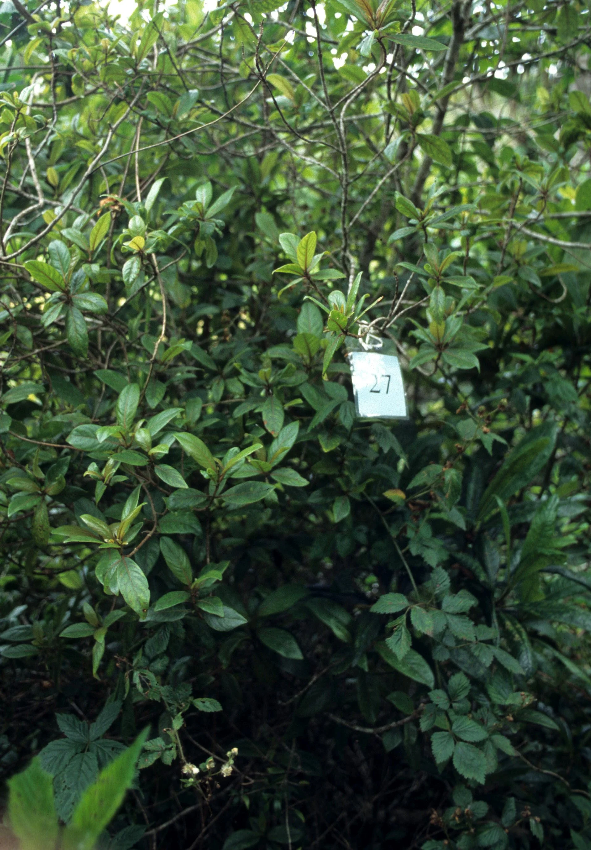 HAWAII - HAWAII - AHAKEA - BOBEA BREVIPES - RUBIACEAE - WOOD USED FOR POI BOARDS.jpg