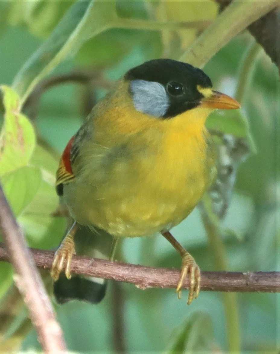 MESIA - SILVER-EARED MESIA - Leiothrix argentauris - DOI ANG KANG CHIANG MAI (6).jpg