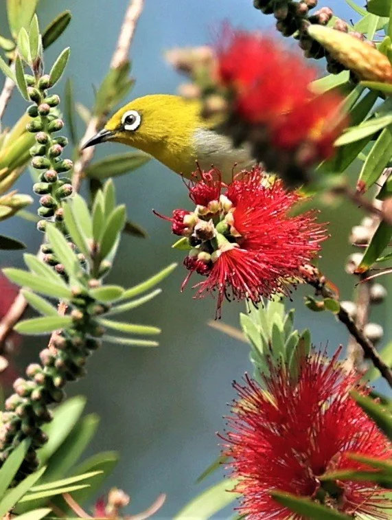 Indian White-eye (Zosterops palpebrosus) Doi Ang Kang Chiang Mai (6).jpg