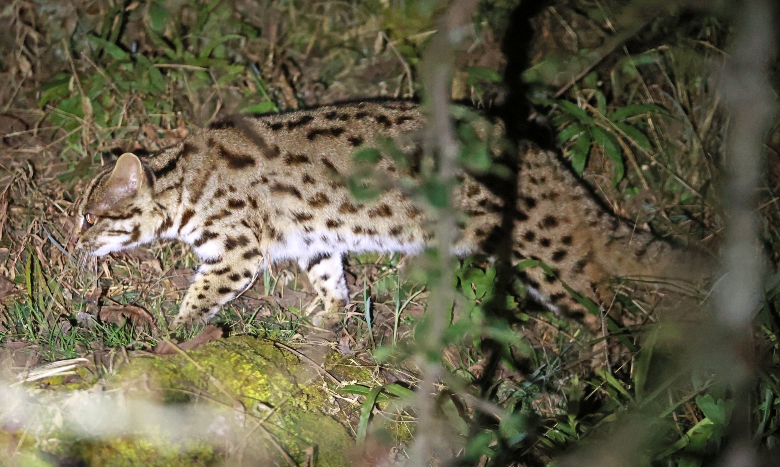 Mainland Leopard Cat (Prionailurus bengalensis) Tangjiahe National Nature Reserve, Sichuan China (33).jpg