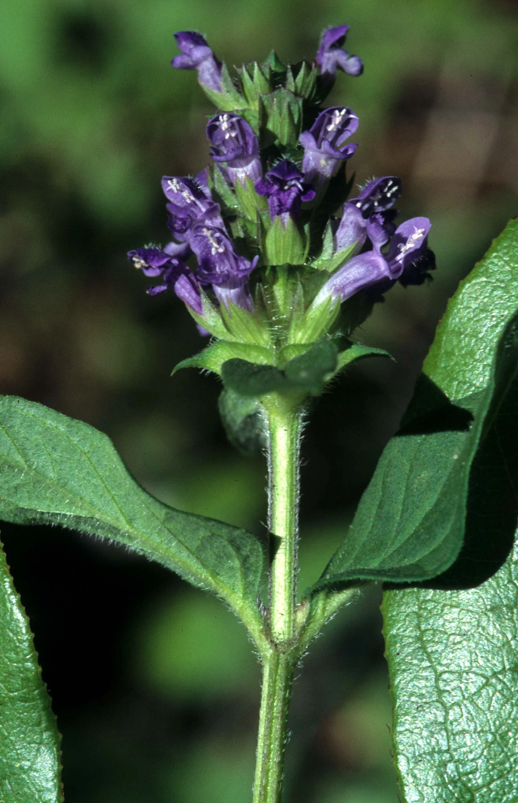 CALIFORNIA - REDWOODS NP - PLANT SPECIES (3).jpg