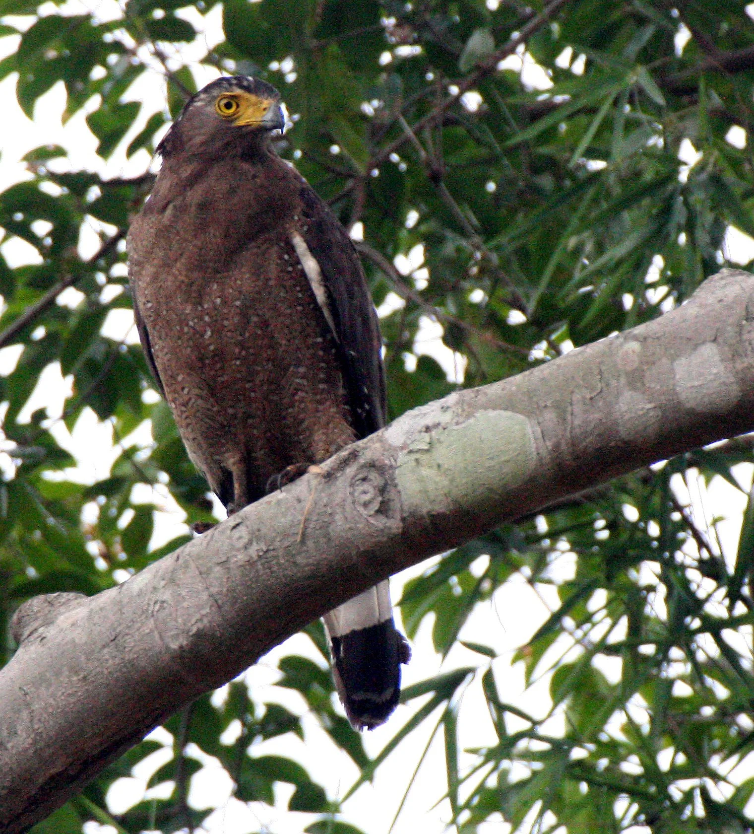 EAGLE - CRESTED SERPENT EAGLE - Spilornis cheela - HUAI KHA KHAENG THAILAND (5).JPG