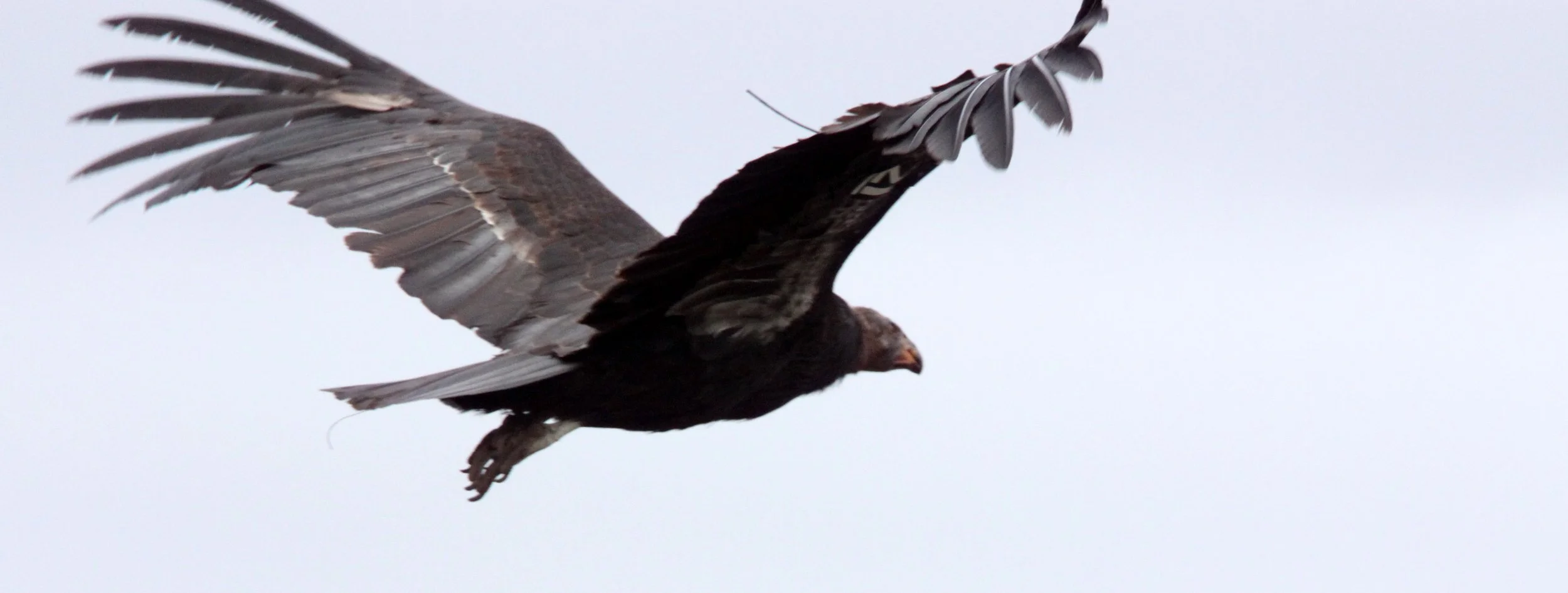 Gymnogyps californianus - CALIFORNIA CONDOR - PINNACLES NATIONAL MONUMENT CALIFORNIA (37).JPG