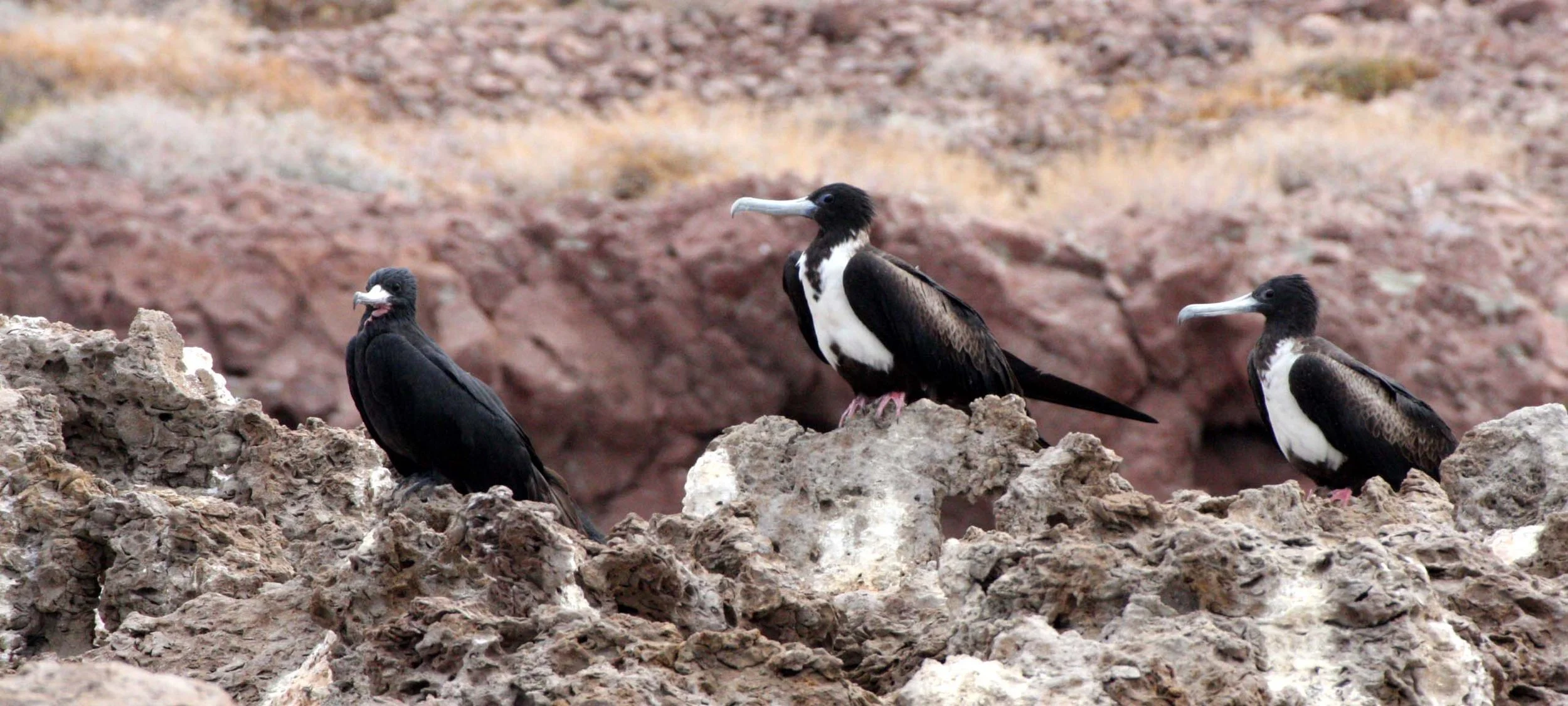 Magnificent Frigatebird (Fregata magnificens) Montserrat Island, Baja Mexico (9).JPG