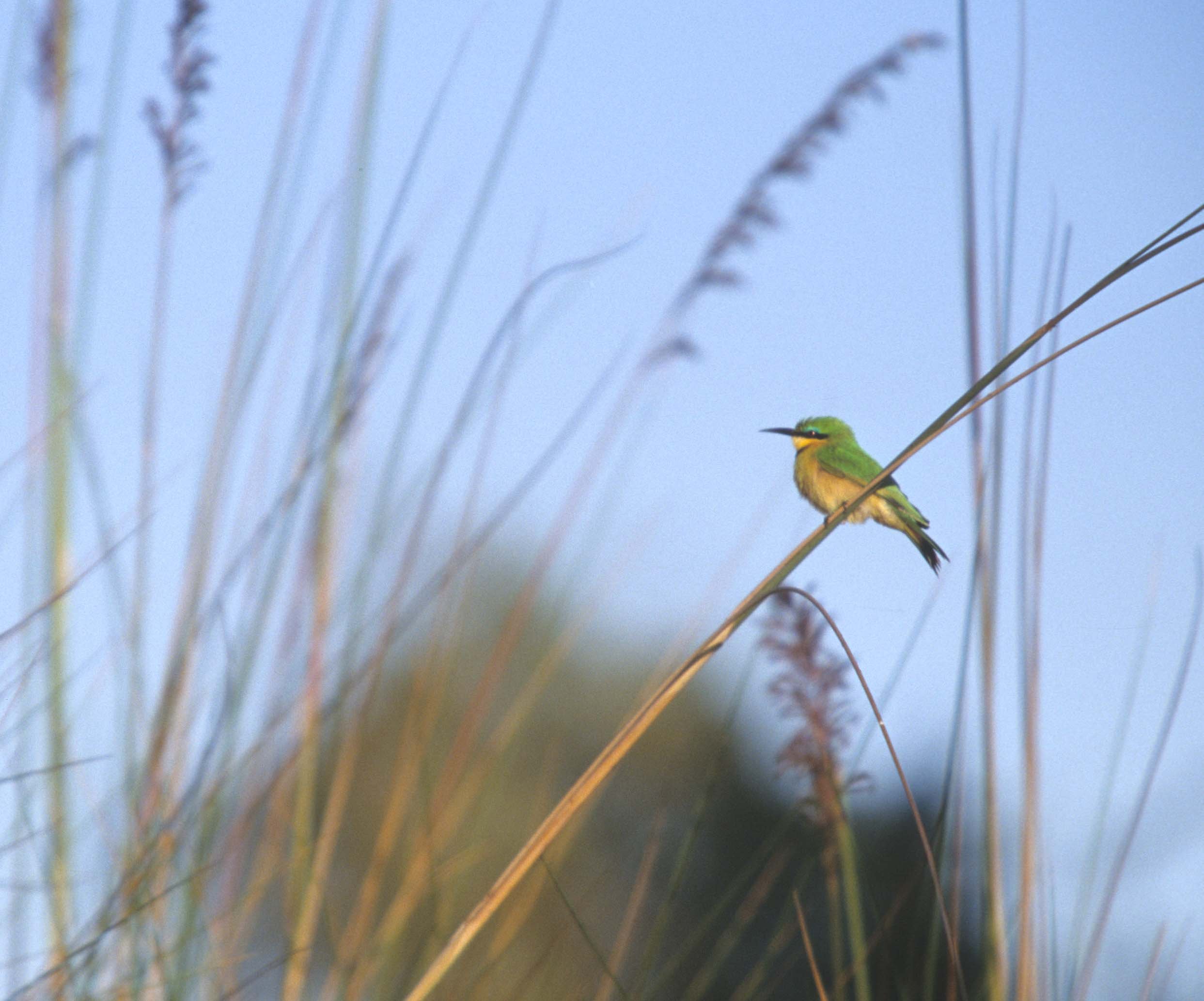 BIRDS - LITTLE BEE EATER - OKAVANGO B.jpg
