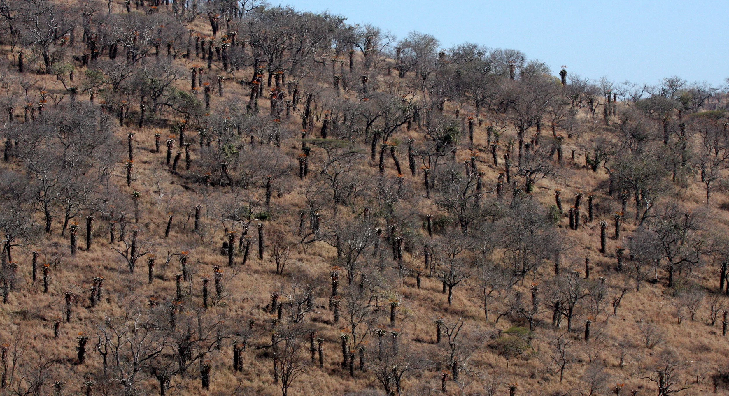 NATAL SOUTH AFRICA - ALOE WOODLAND (2).JPG