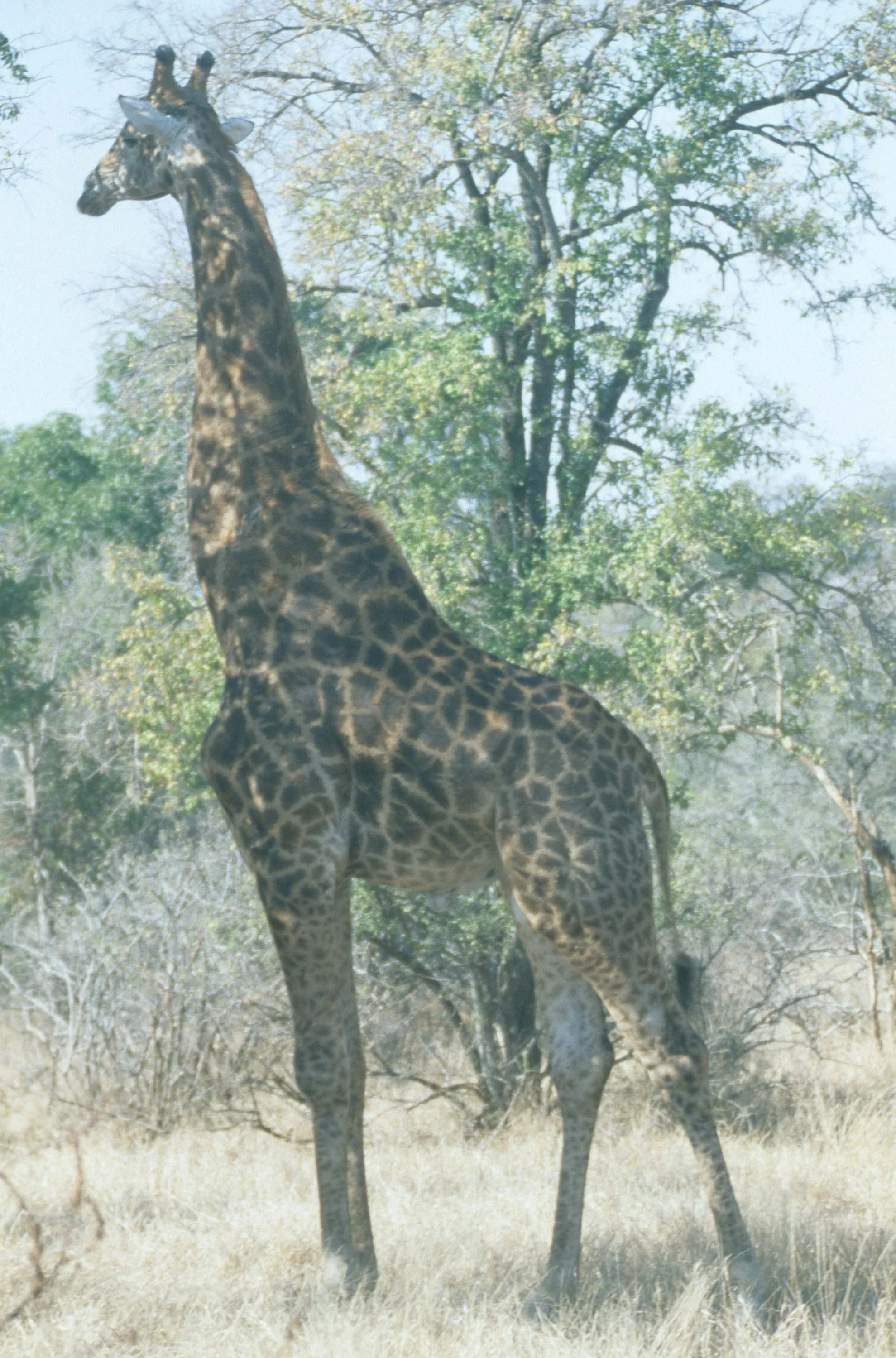 GIRAFFE-SOUTHERN - KRUGER.jpg