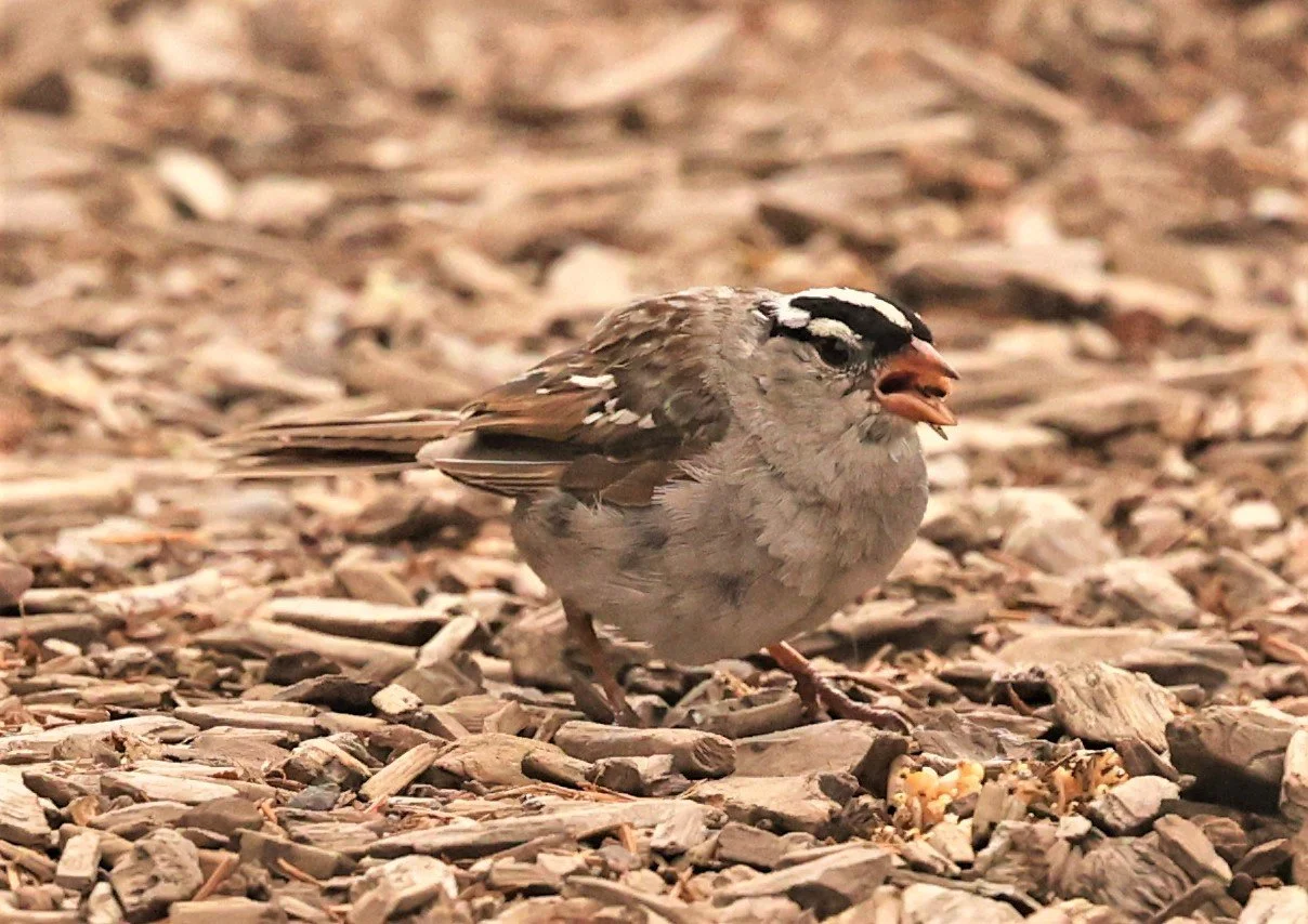 White-crowned Sparrow (Zonotrichia leucophrys) Brighton Utah (1).jpg