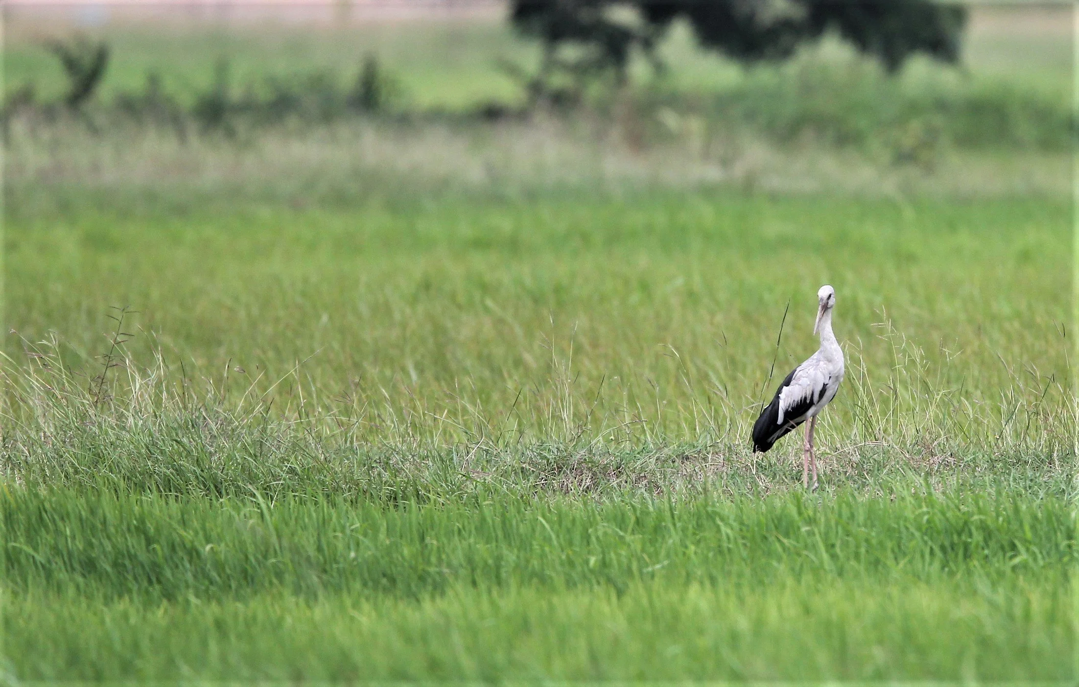 STORK - ASIAN OPENBILL - Anastomus oscitans - Kanchanaburi.jpg