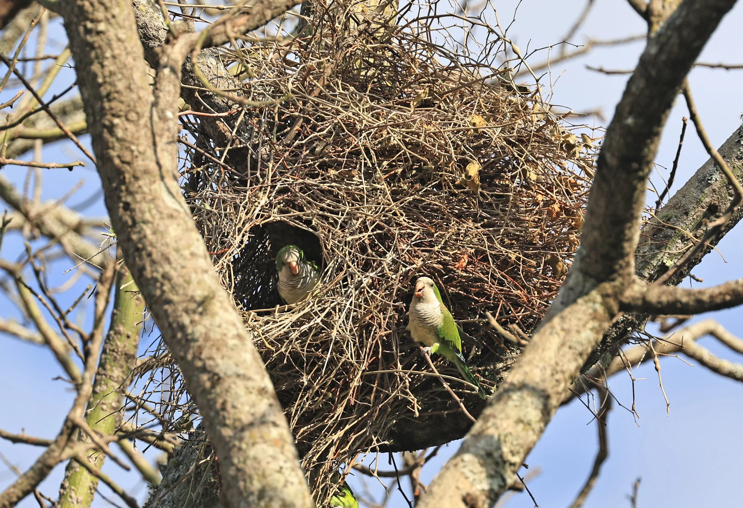 Monk Parakeet (Myiopsitta monachus) Estancia Campo'i Paraguay (2).jpg