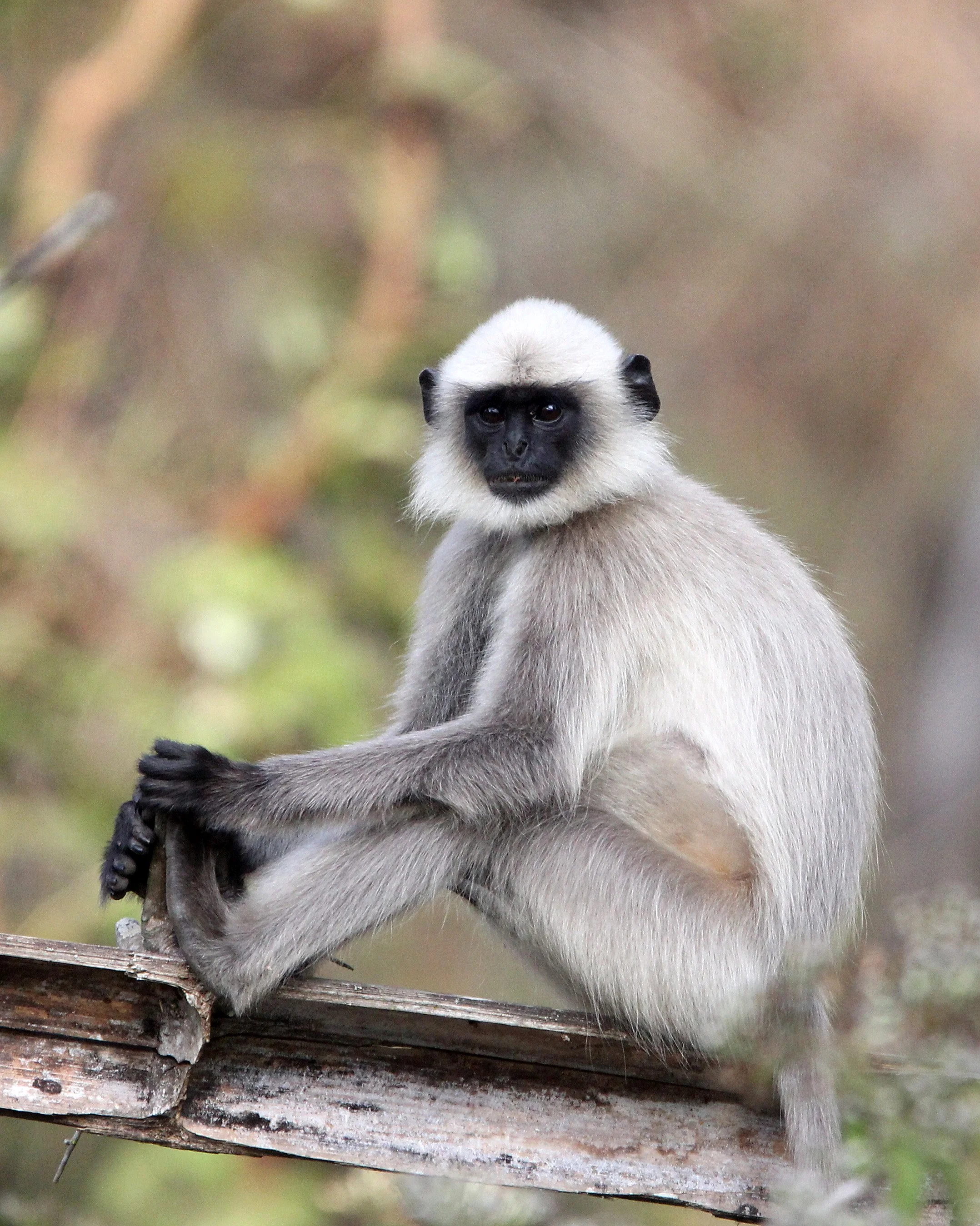 CERCOPITHECIDAE - Semnopithecus hypoleucos iulus - MALABAR SACRED (BLACK-FOOTED) LANGUR - THOLPETTY RESERVE WAYANAD KERALA INDIA (73).JPG