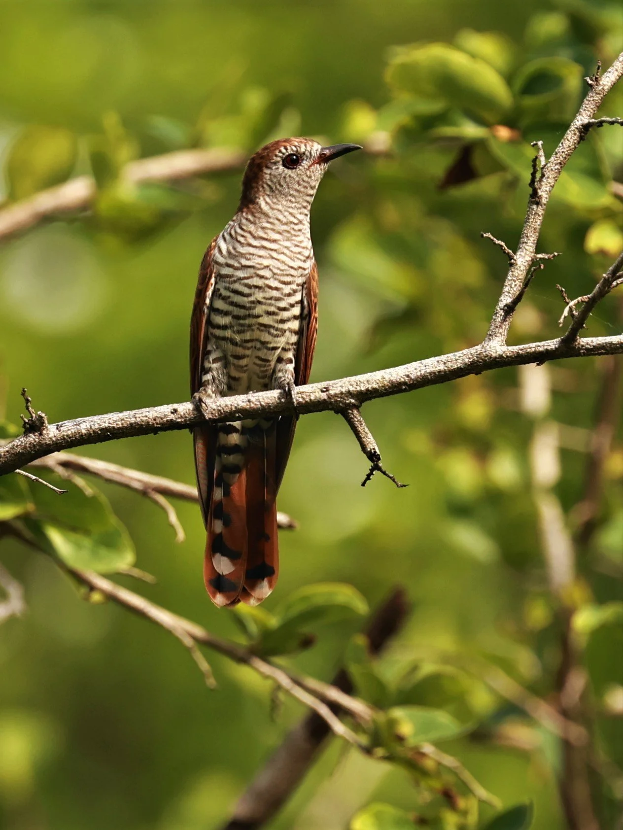 Violet Cuckoo (Chrysococcyx xanthorhynchus) Rama IX Park Bangkok (57).jpg