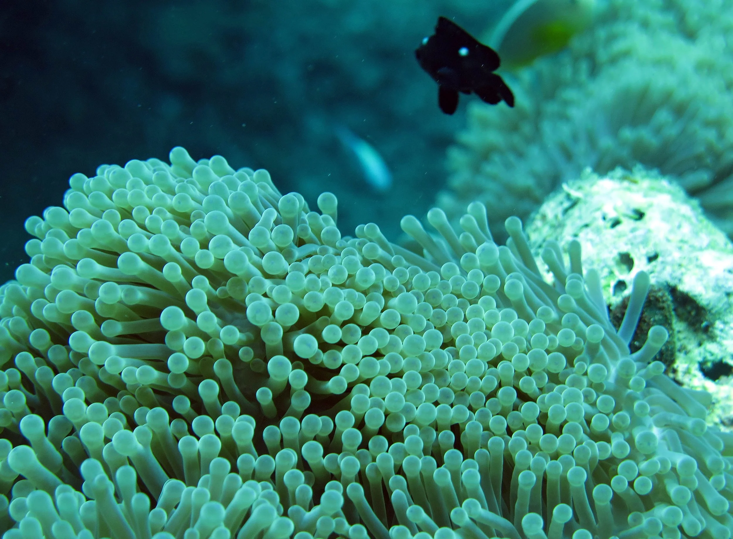 2014 Similan Islands Marine Park Thailand ISB Dive Trip (9).JPG