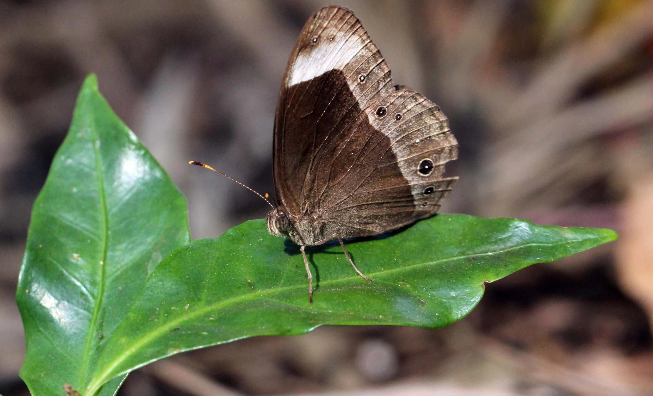 Satyridae - Lethe confusa - Valparai, Tamil Nadu, India