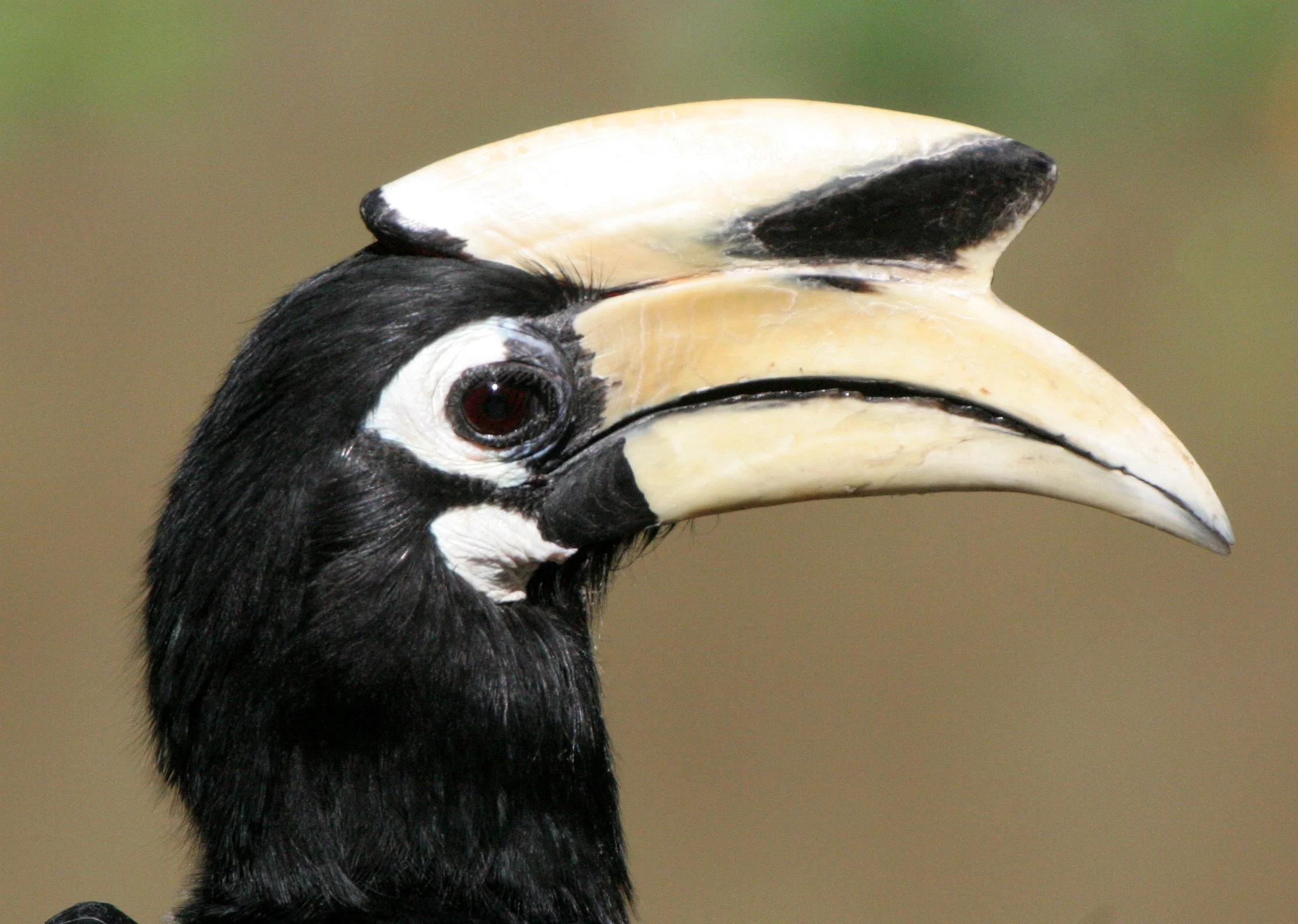 HORNBILL - ORIENTAL PIED HORNBILL - Anthracoceros albirostris - KHAO YAI NATIONAL PARK THAILAND (28).JPG