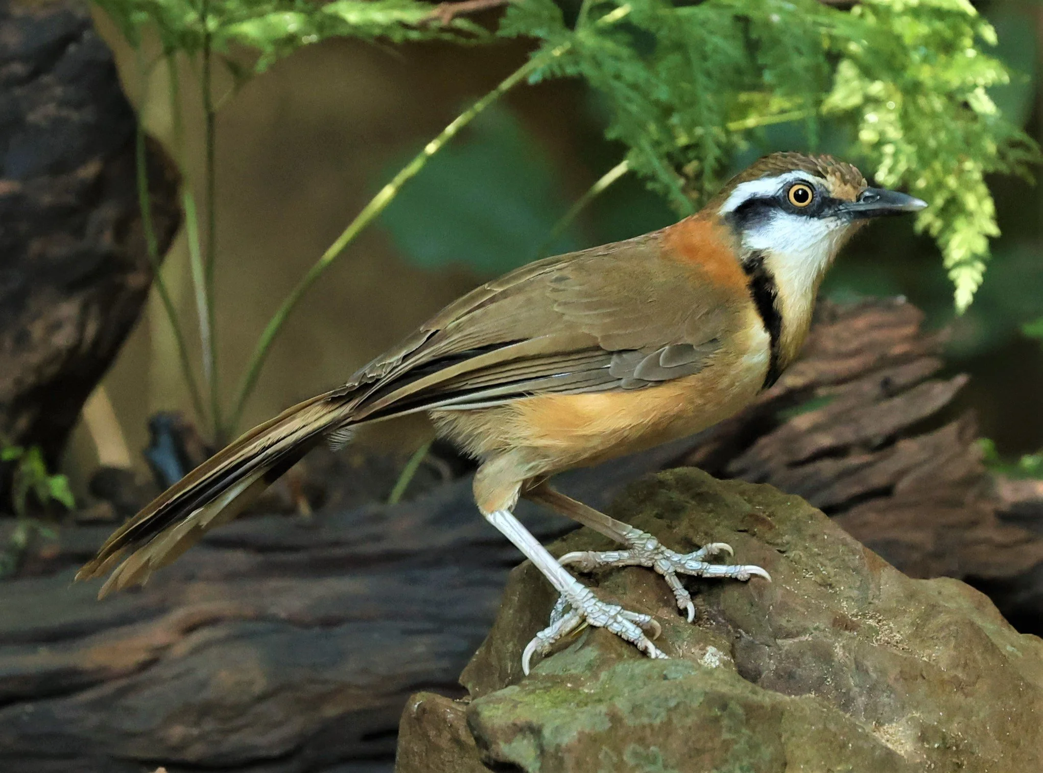 LAUGHINGTHRUSH - LESSER NECKLACED LAUGHINGTHRUSH - Garrulax monileger - PETCHABURI PROVINCE - NUY HIDE NEAR KAENG KRACHAN JAN 2022 (6).jpg