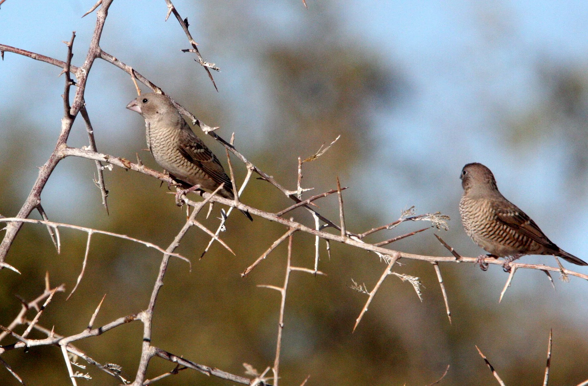 Red-headed Finch (Amadina erythrocephala) Etosha NP, Namibia (8).JPG