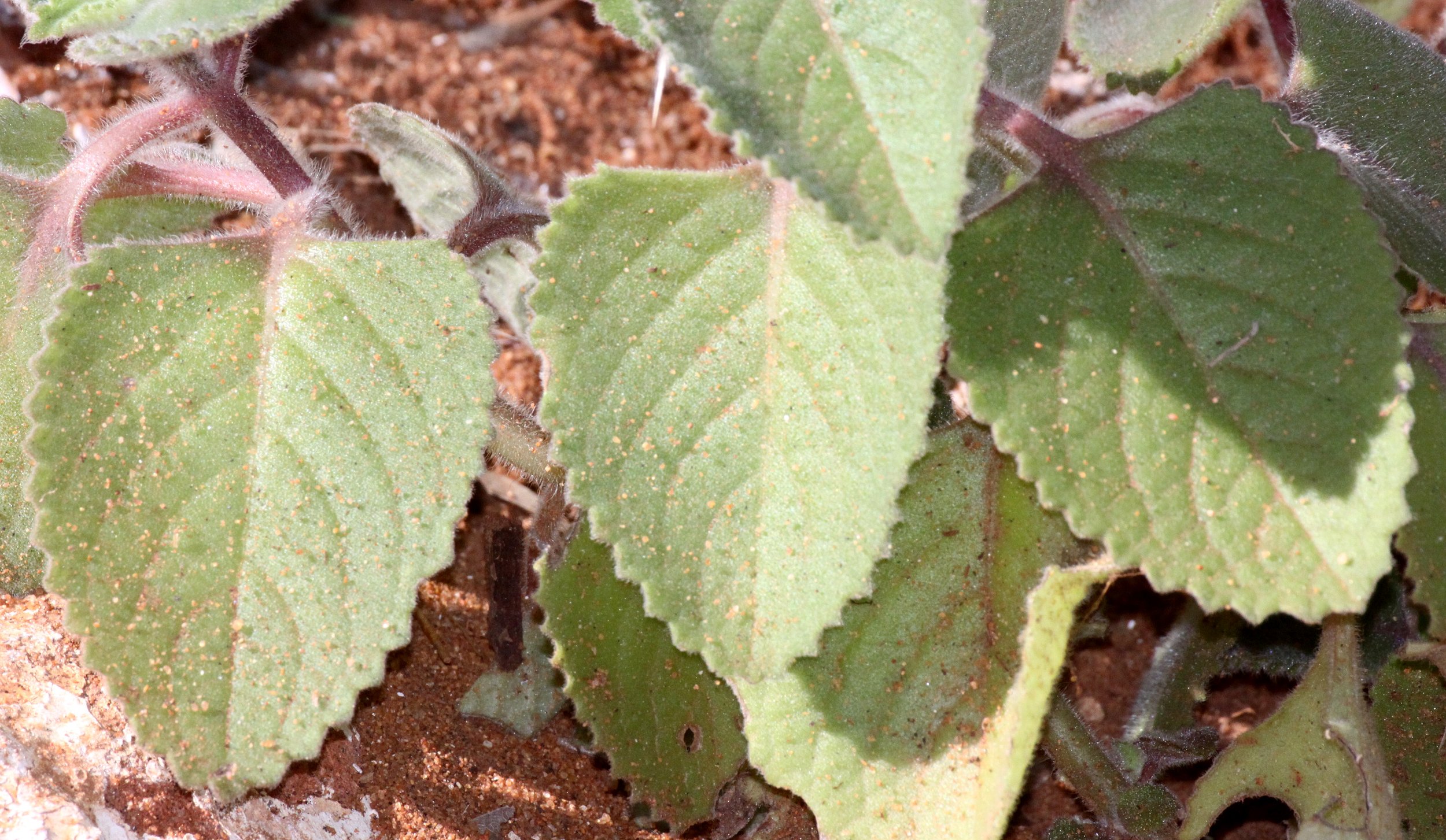 PLANT - XEROPHYTIC SPECIES - BERENTY RESERVE MADAGASCAR (8).JPG