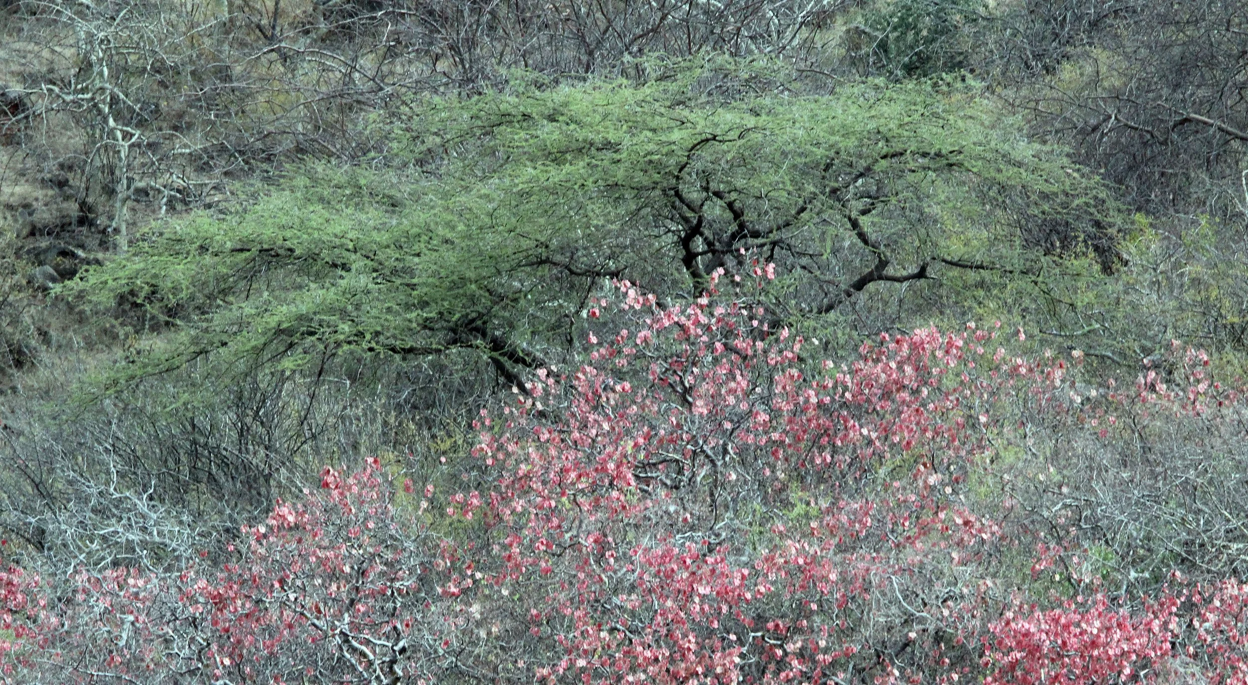 SAMBURU NATIONAL PARK KENYA (95).JPG