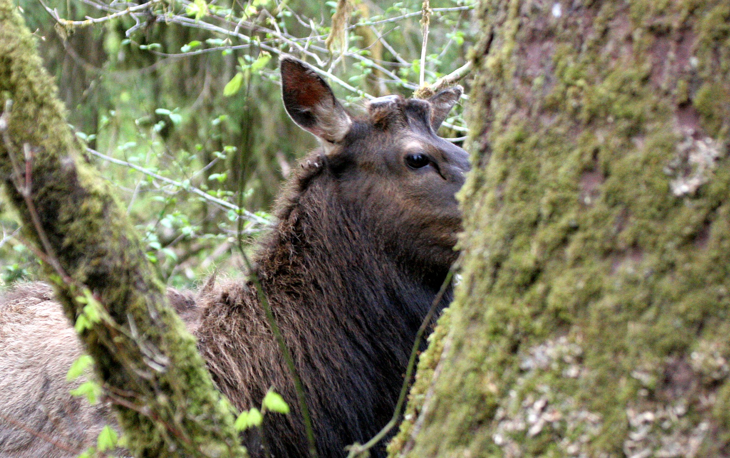 CERVID - ELK - ROOSEVELT ELK - CERVUS ELAPHUS ROOSEVELTI - HOH RIVER VALLEY - ONP WA (65).JPG