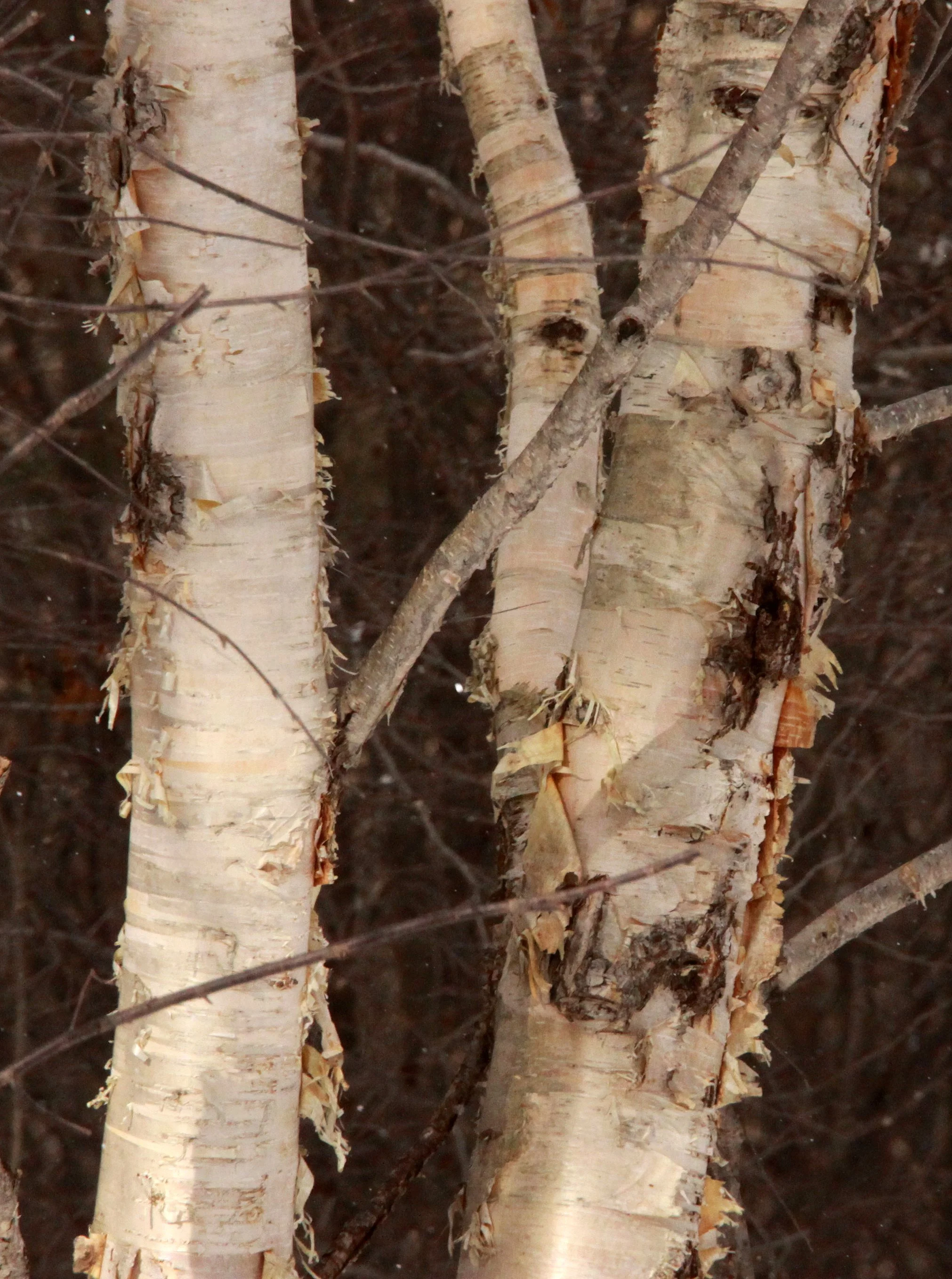 MOUNT ASAMA - JOSHIN'ETSUKOGEN NATIONAL PARK JAPAN (26).JPG