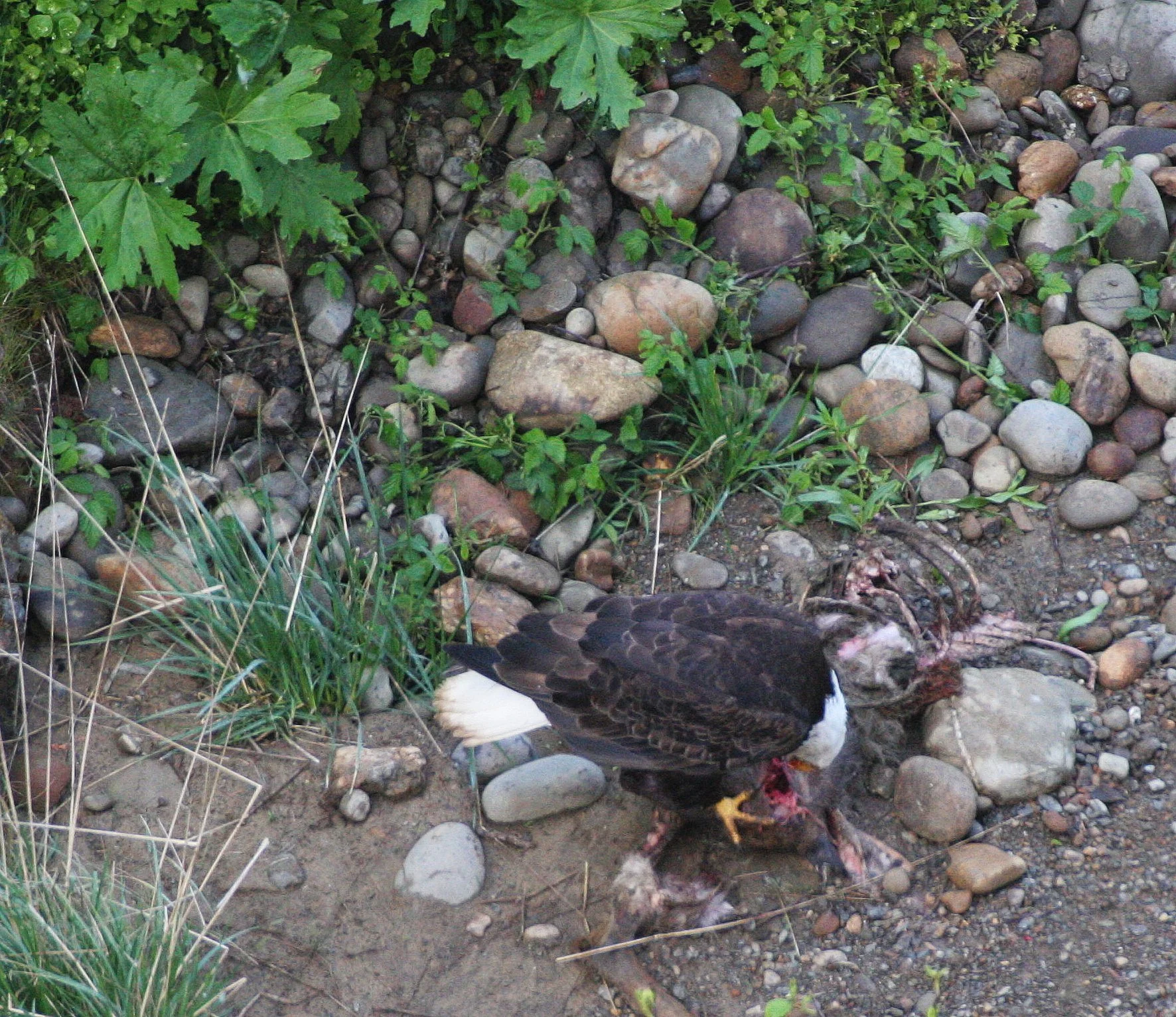 Haliaeetus leucocephalus - AMERICAN BALD EAGLE - LAKE FARM BLUFFS WASHINGTON (240).JPG