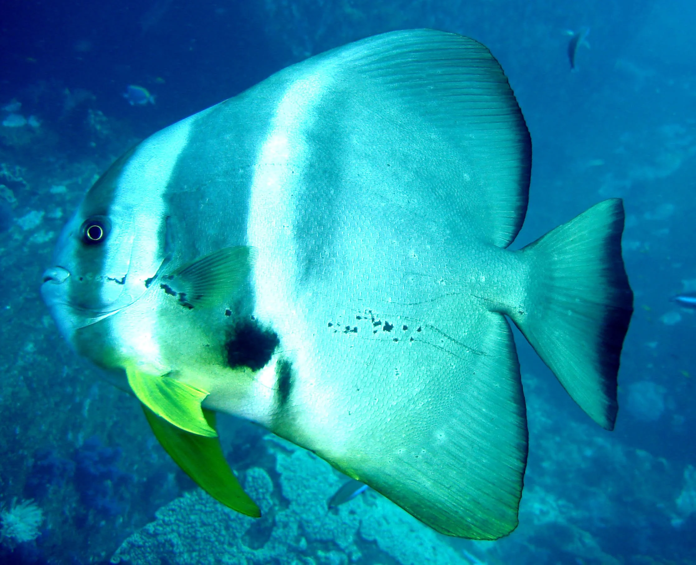 Ephippidae - Platax teira - Batfish - Similans Thailand (10).JPG