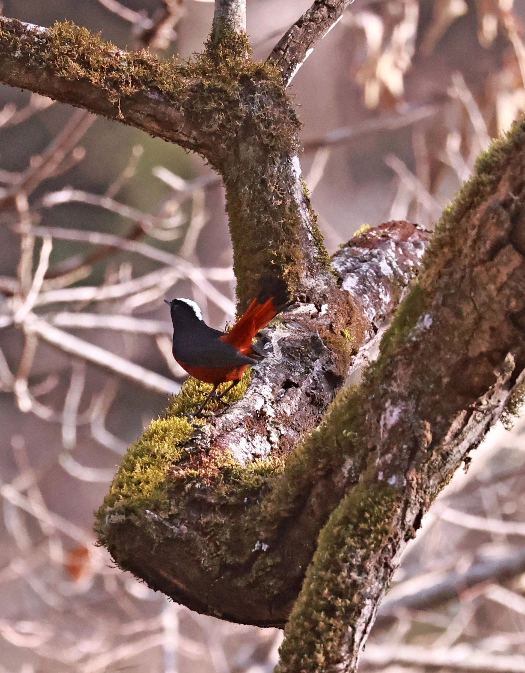 White-capped Redstart (Phoenicurus leucocephalus) Thailand — Coke Smith ...