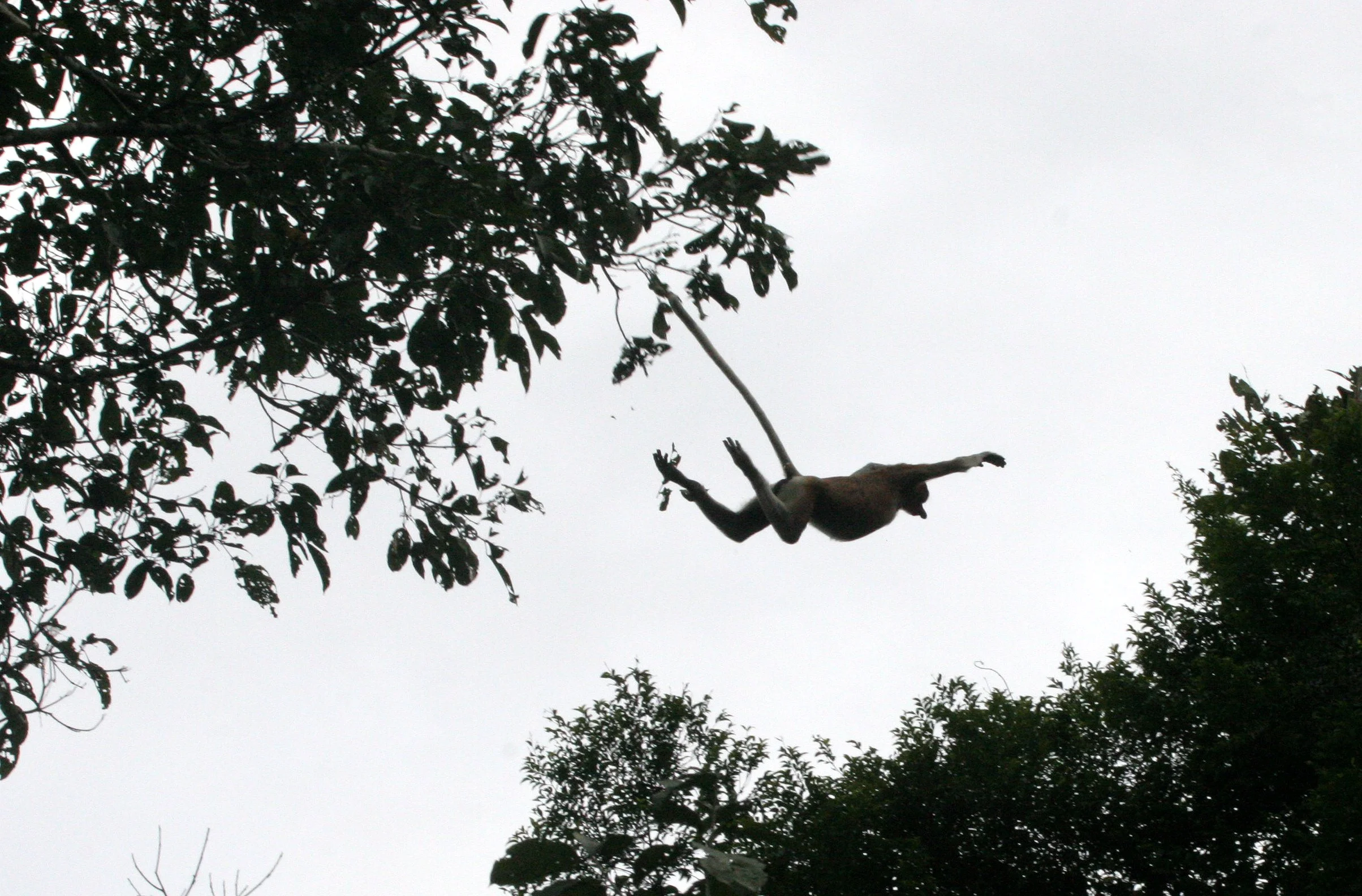 CERCOPITHECIDAE - Nasalis larvatus - PROBOSCIS MONKEY - KINABATANGAN RIVER BORNEO  (69).JPG