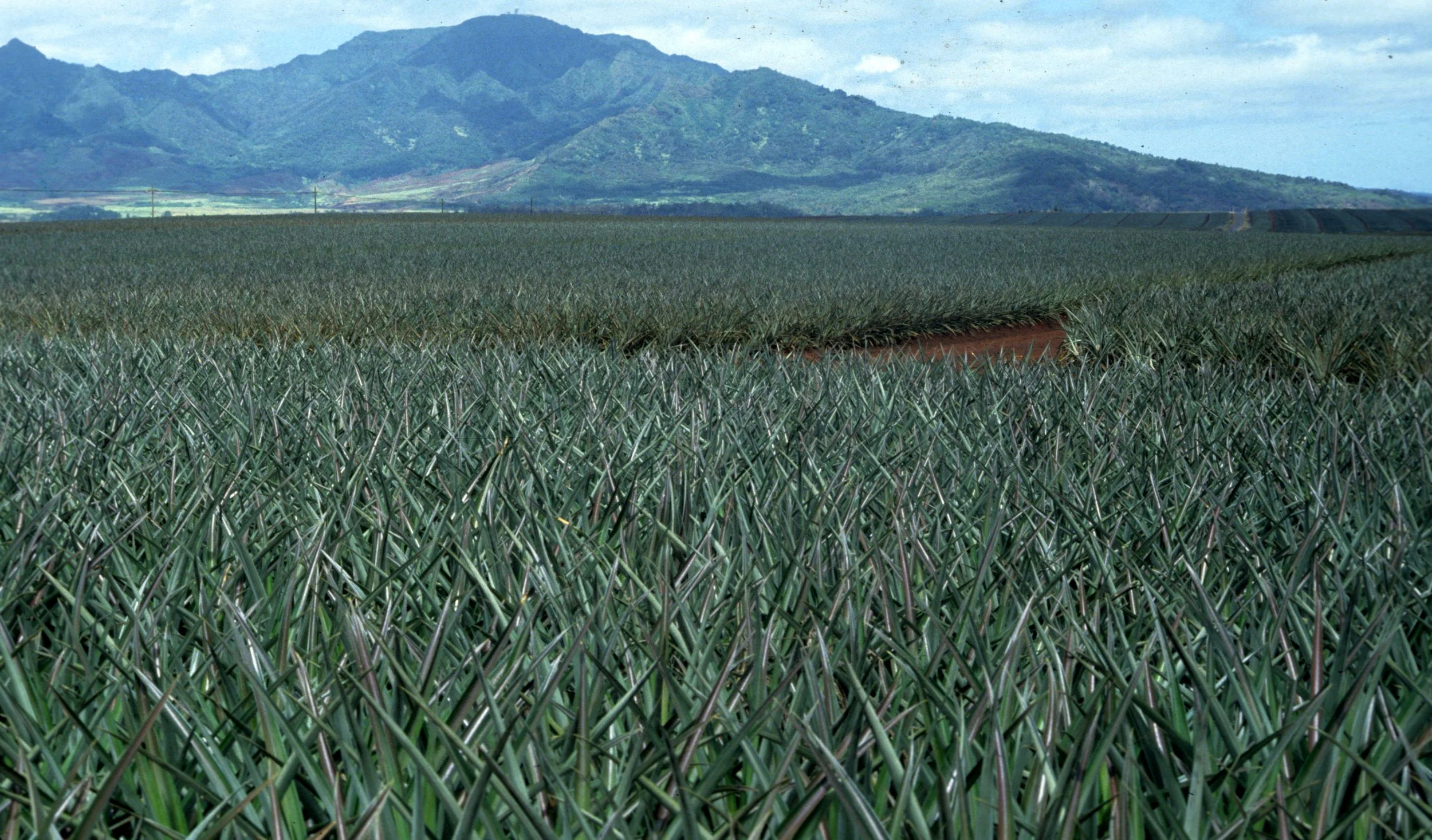 HAWAII - HAWAII - PINEAPPLE PLANTATION - CLOSED C&H.jpg