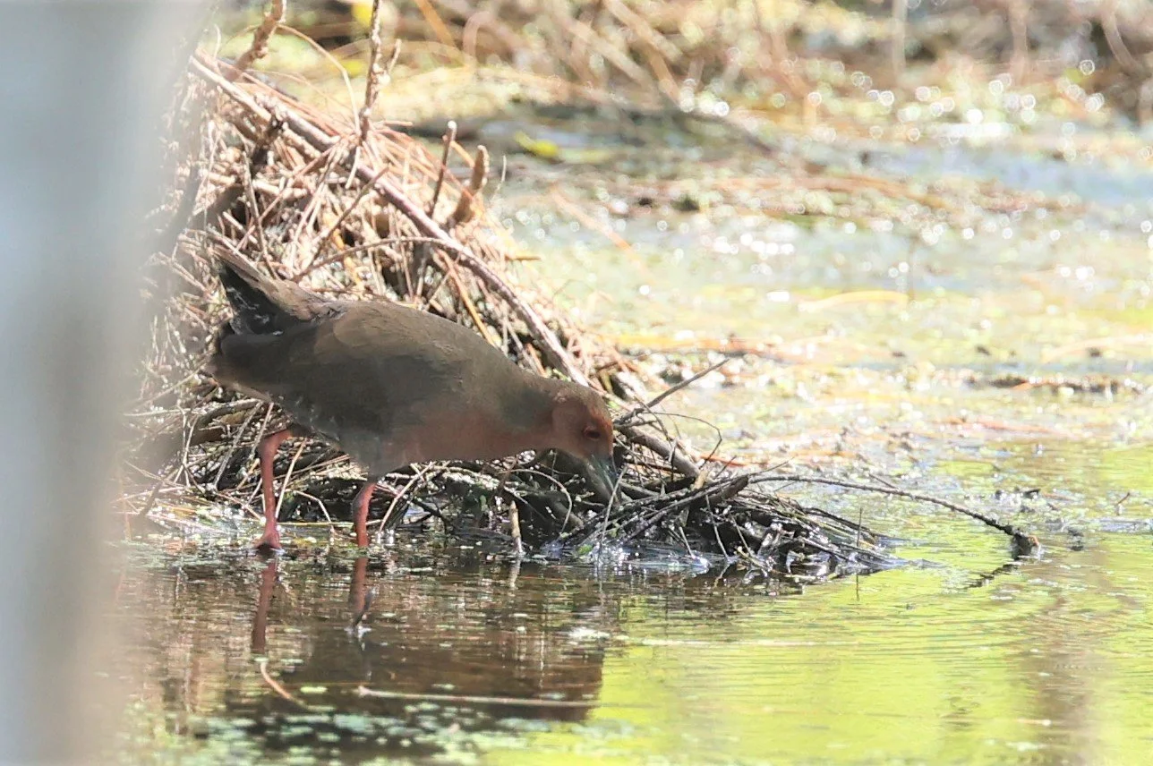 Ruddy-breasted Crake (Porzana fusca) Khao Sam Roi Yod NP Thailand (2).jpg