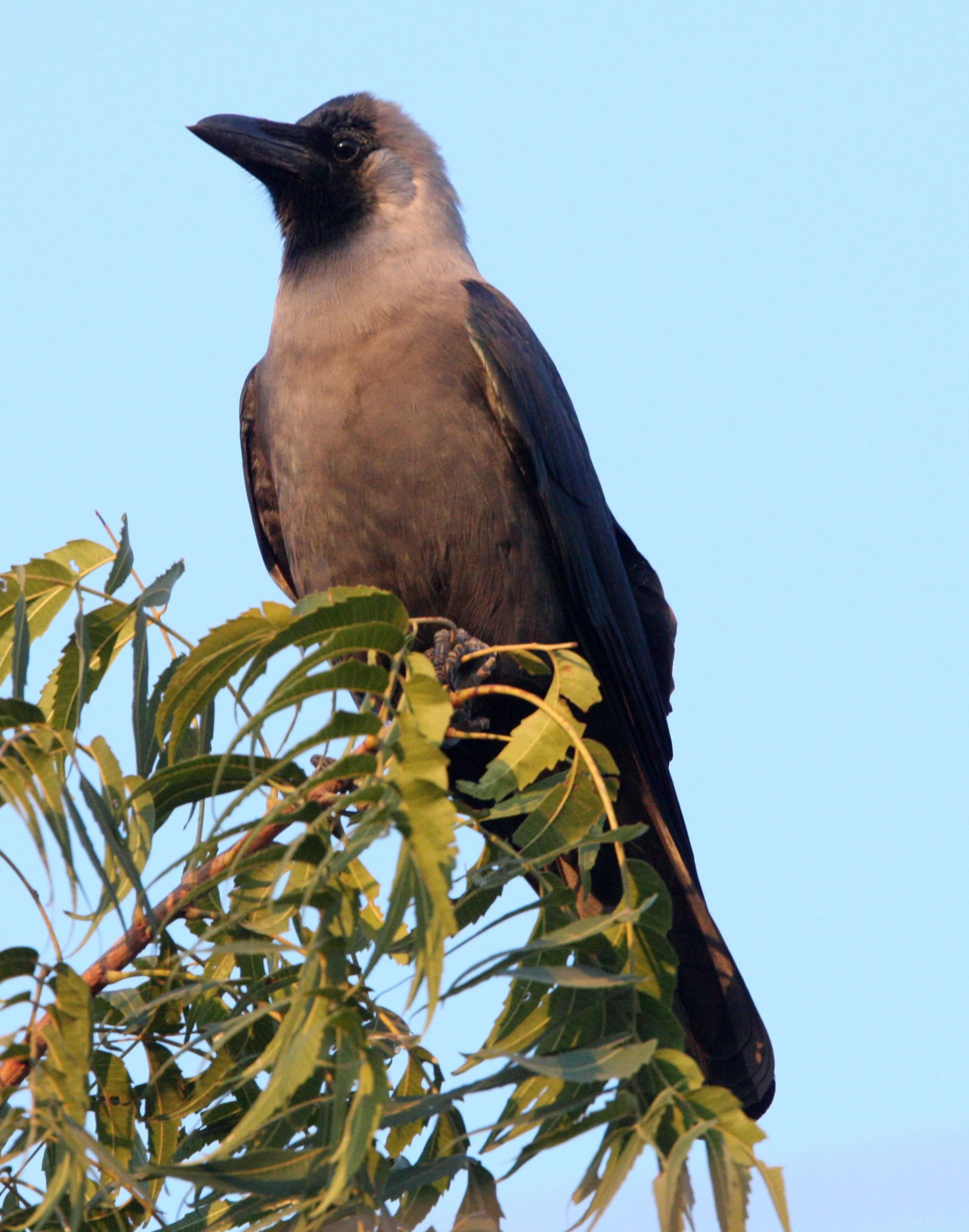 BIRD - CROW - HOUSE CROW -  LITTLE RANN OF KUTCH INDIA (1).JPG