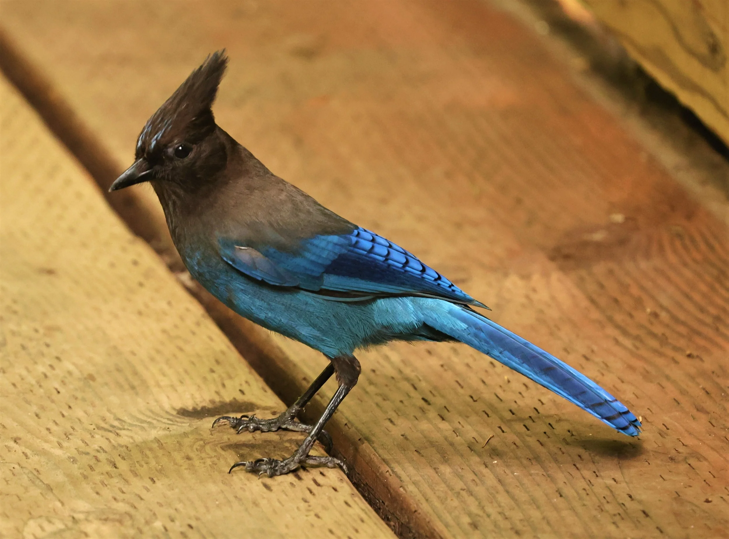 Cyanocitta stelleri - STELLER'S JAY - MUIR WOODS NATIONAL PARK CALIFORNIA JULY 2022 (12).jpg