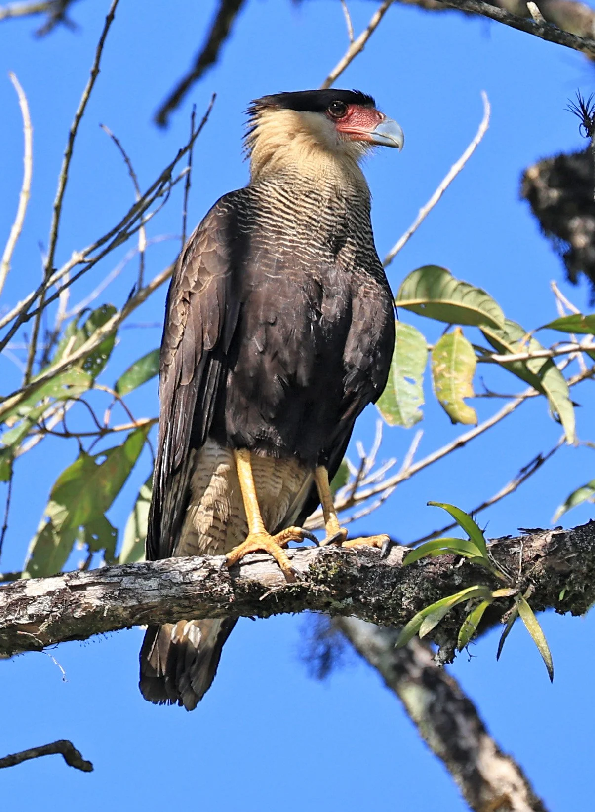 Crested Caracara (Caracara plancus) Superagui National Park, Brazil (4).jpg