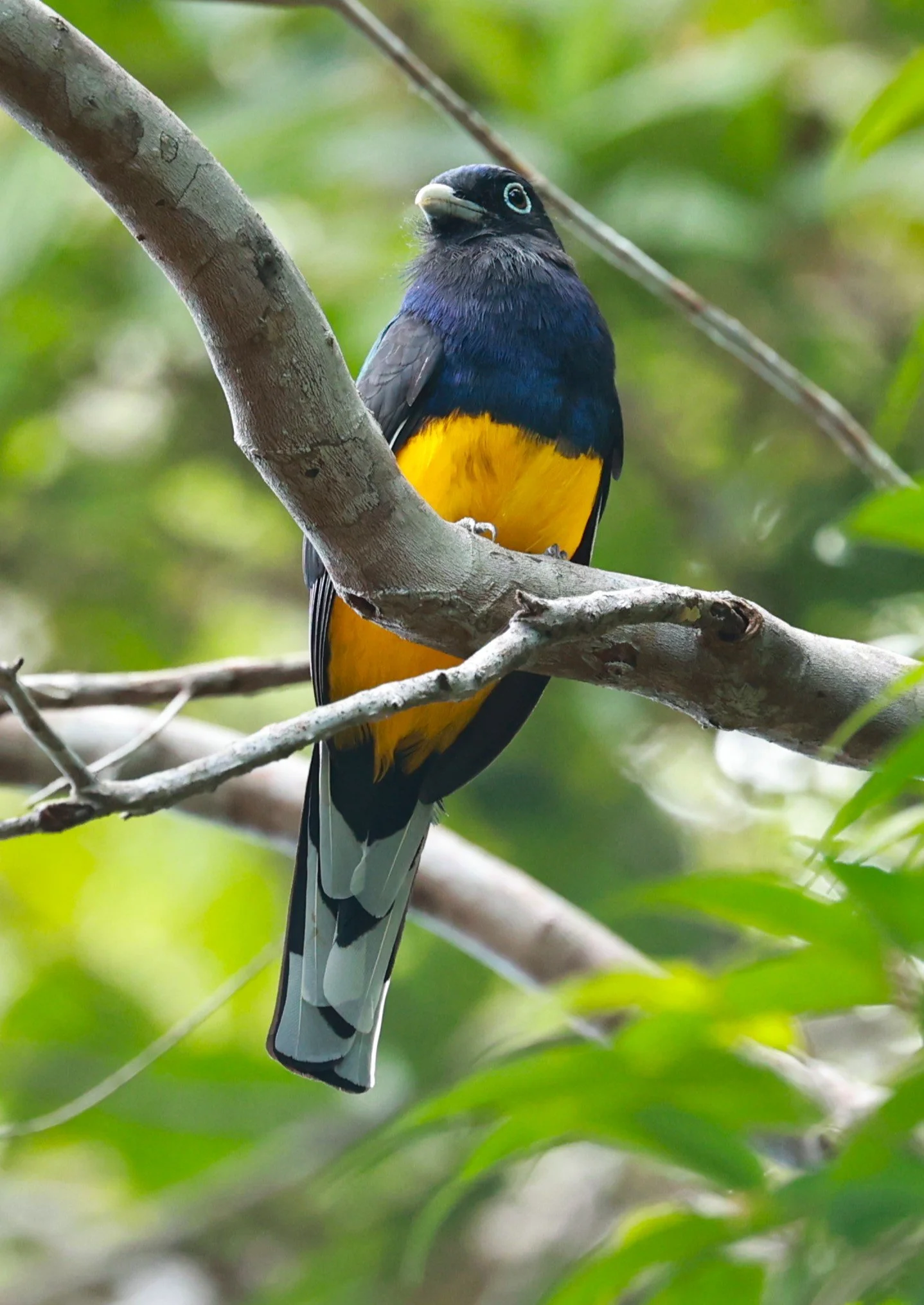 Trogon - Green-backed Trogon - Trogon viridis - Illeus, Bahia Brazil, Una Township Area (16).JPG