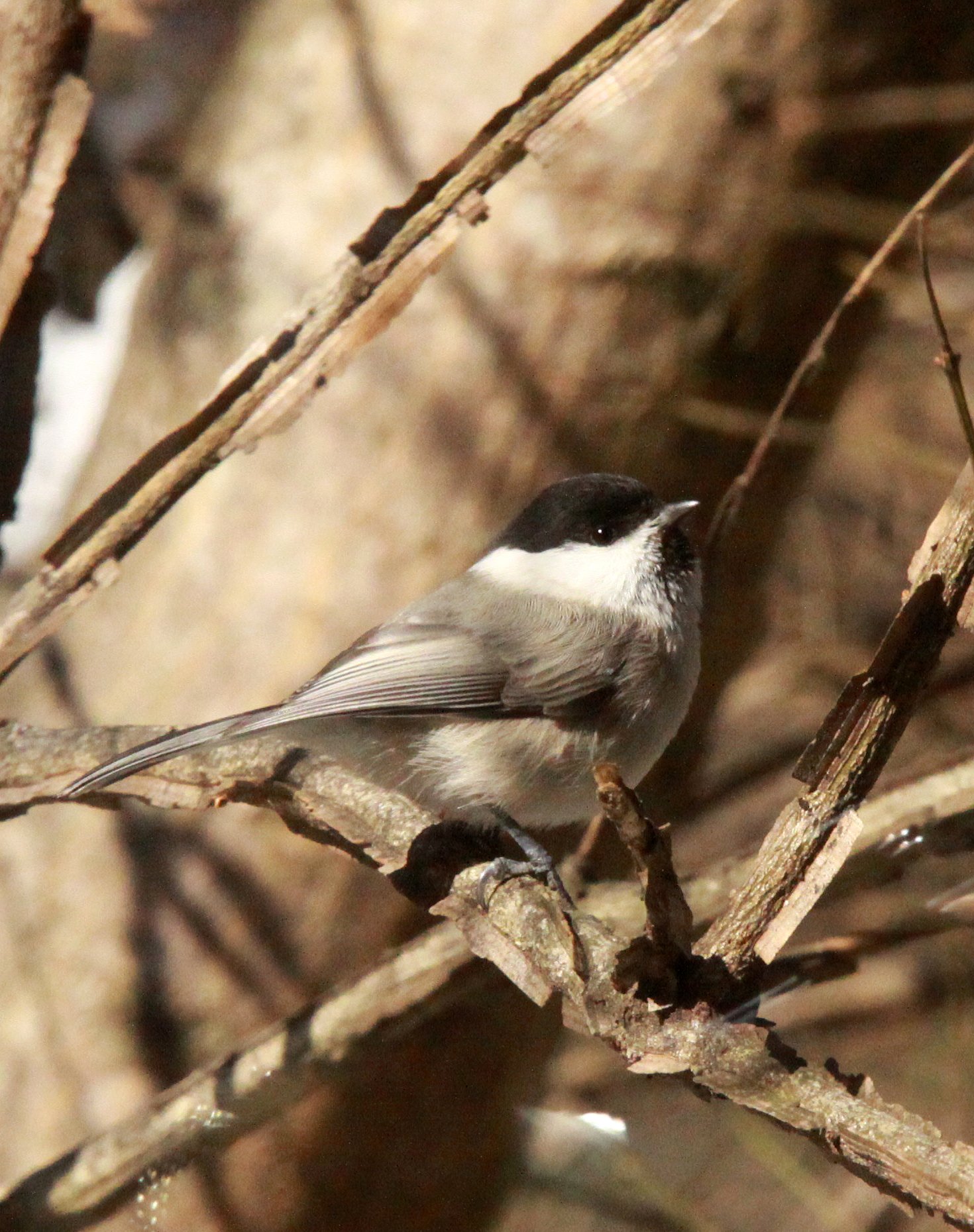 Willow Tit (Poecile montanus) Shiobutsu Onsen Karuizawa Japan (12).JPG