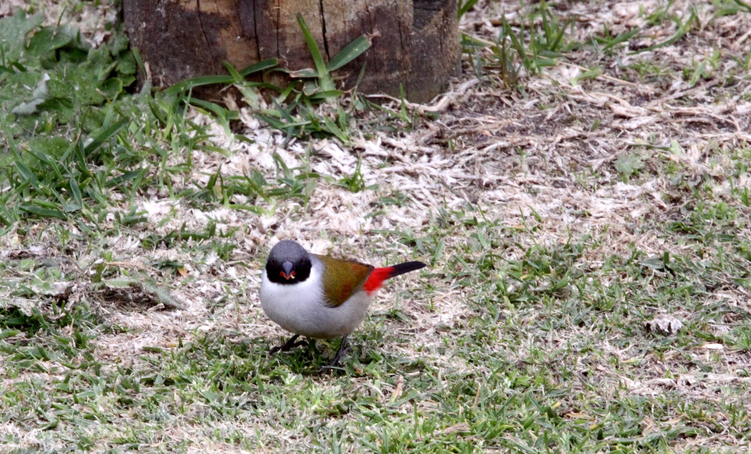 Swee Waxbill (Coccopygia melanotis) Tsitsikamma NP South Africa 