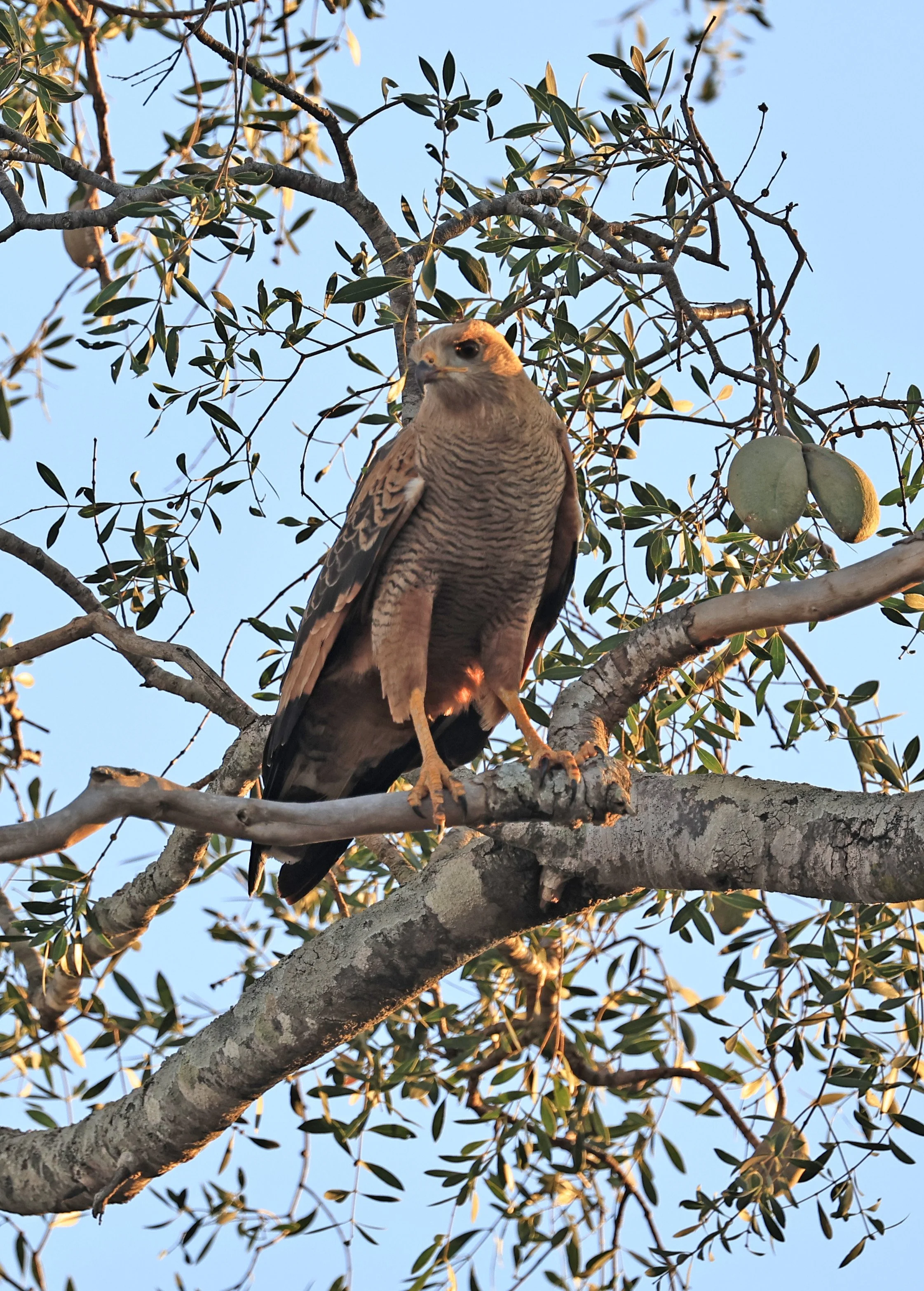 Savanna Hawk (Buteogallus meridionalis) Agua Dulce Paraguay (2).jpg