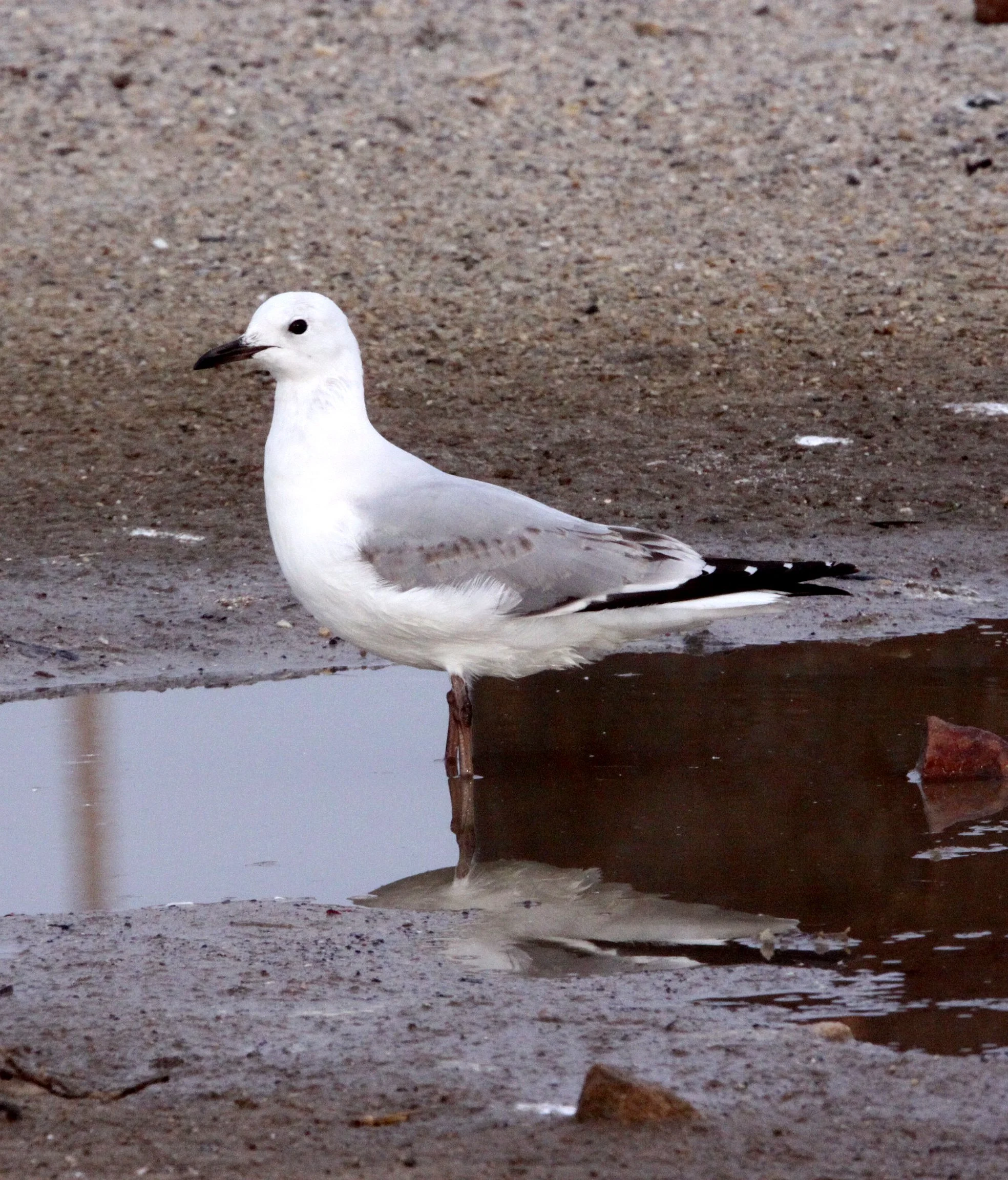 BIRD - GULL - HARTLAUB'S GULL - LARUS HARTLAUBII - BIRD ISLAND LAMBERT'S BAY SOUTH AFRICA (5).JPG
