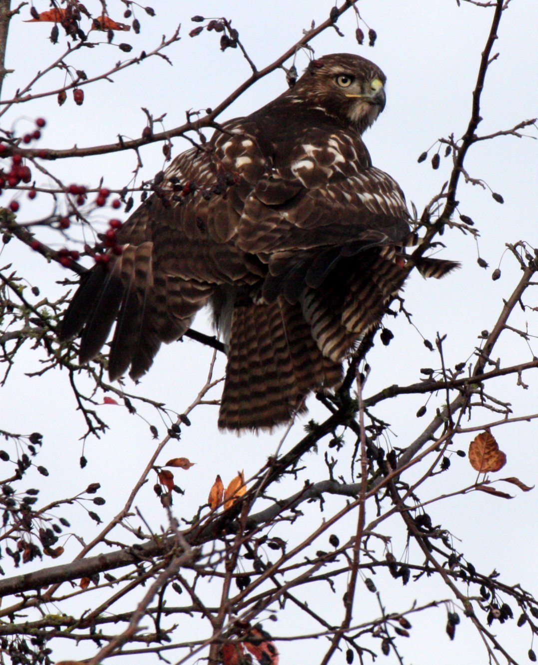 Buteo jamaicensis - RED-TAILED HAWK - JAMESTOWN WA (16).JPG