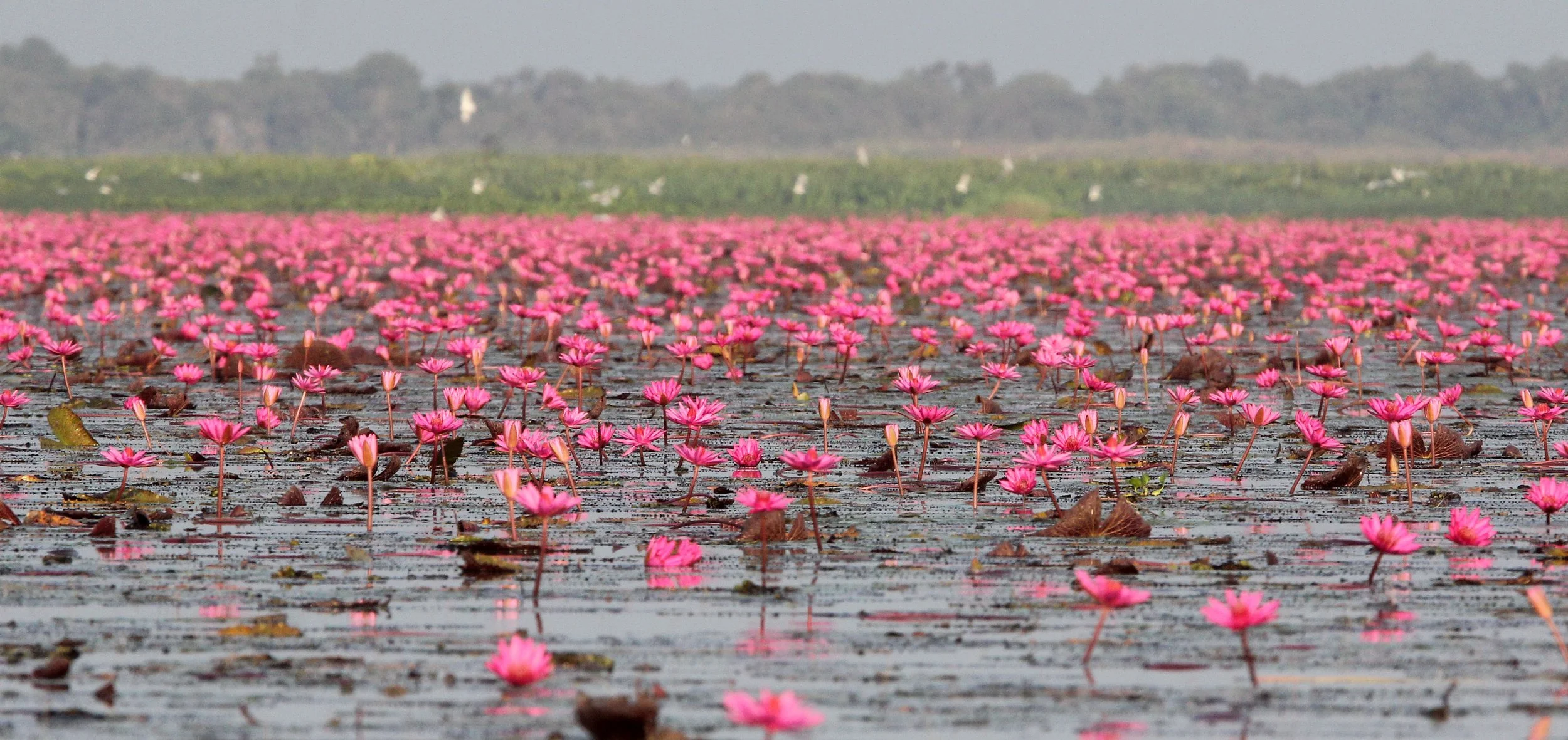 2018 Thale Noi Bird Sanctuary Patthalung (53).JPG