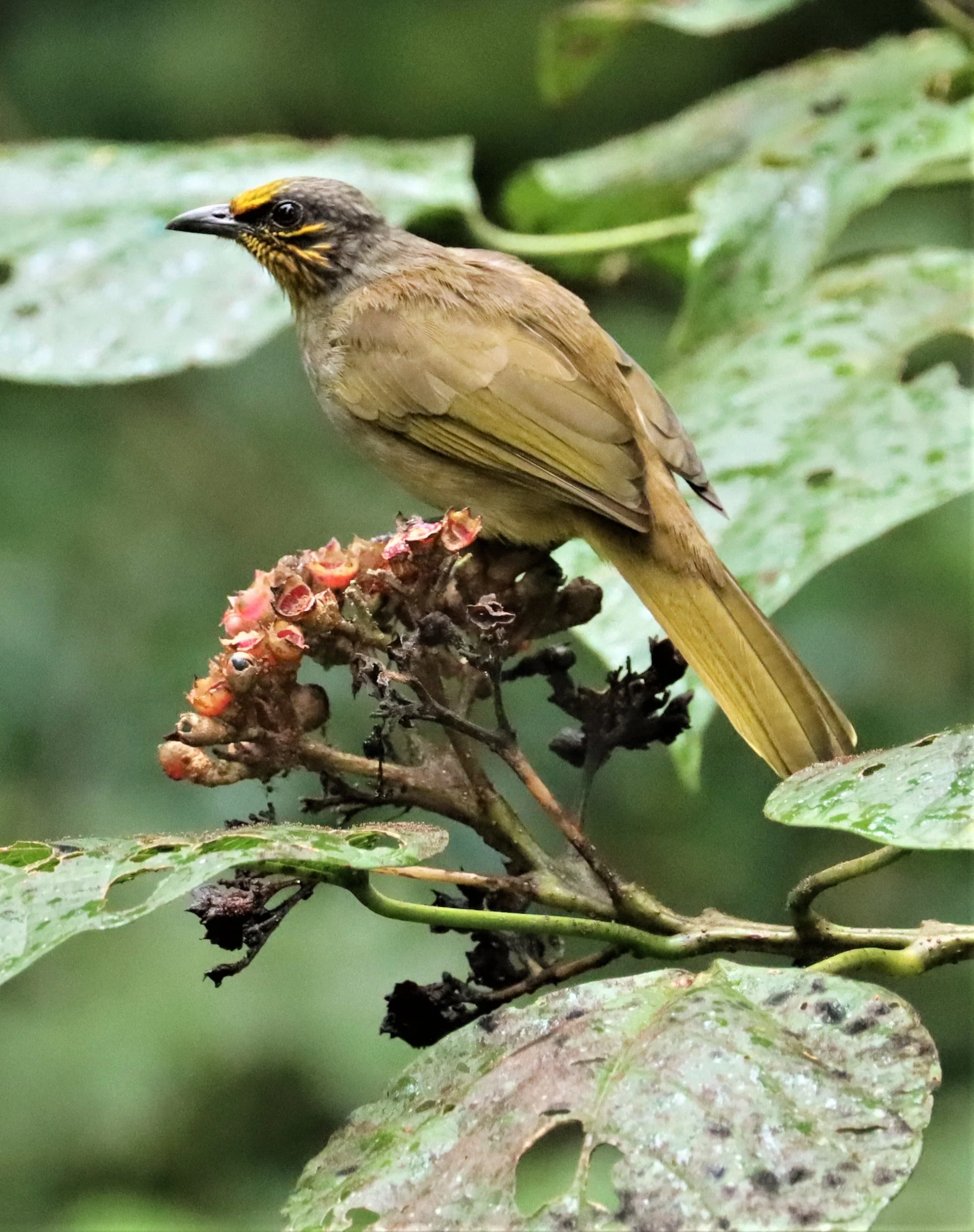 BULBUL - STRIPE-THROATED BULBUL - Pycnonotus finlaysoni -KAENG KRACHAN NP 26 OCT 2021 (57).jpg
