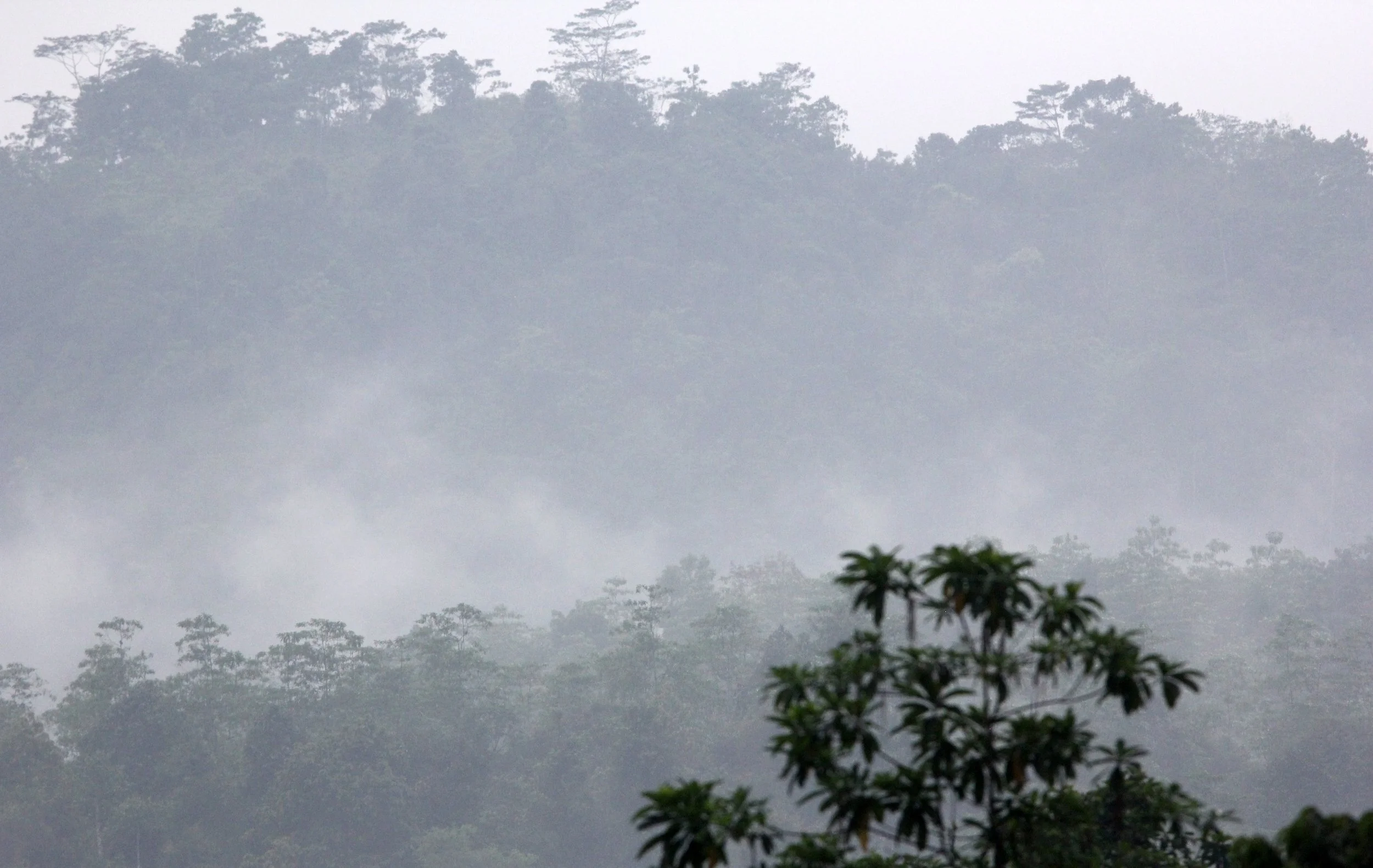KITULGALA NATIONAL FOREST RESERVE SRI LANKA (23).JPG