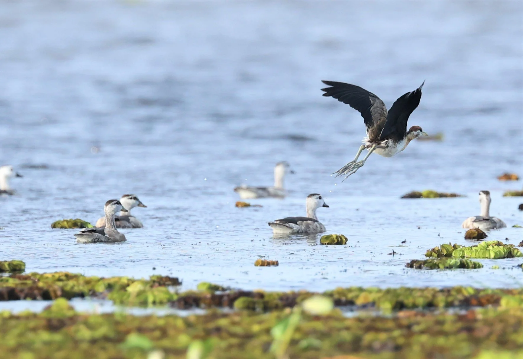 JACANA - PHEASANT-TAILED JACANA - Hydrophasianus chirurgus - THALE NOI WETLANDS PATTHALUNG PROVINCE (4).jpg