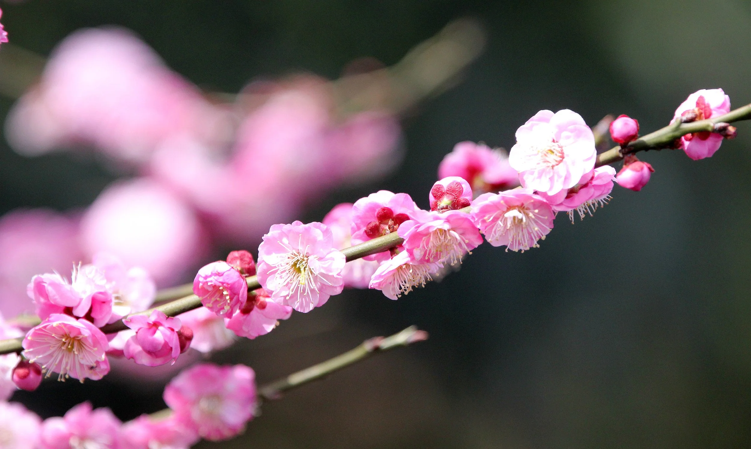 BINJIANG FOREST PARK SHANGHAI (8).JPG